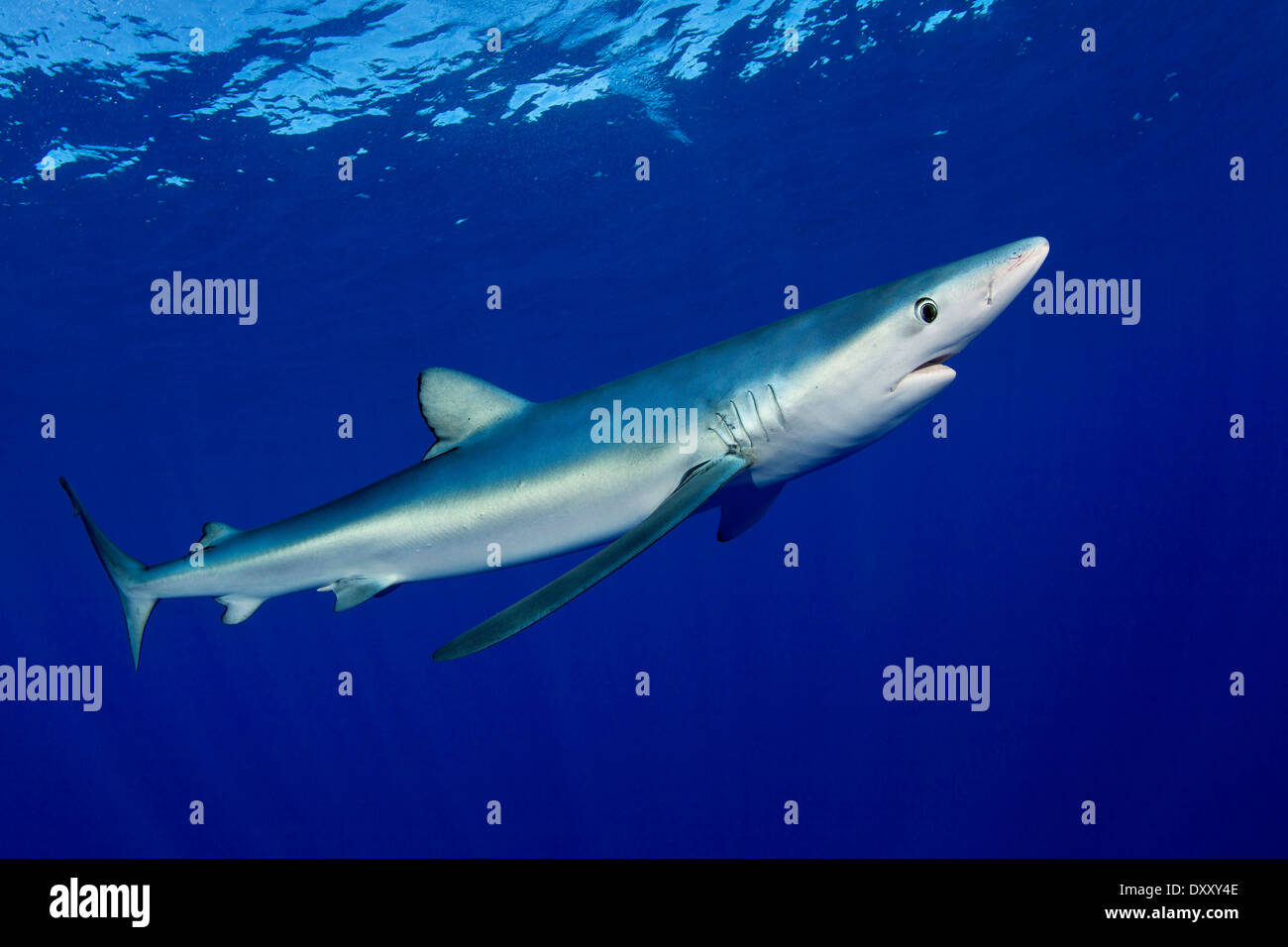 Le requin bleu, Prionace glauca, île de Pico, Açores, Portugal Banque D'Images