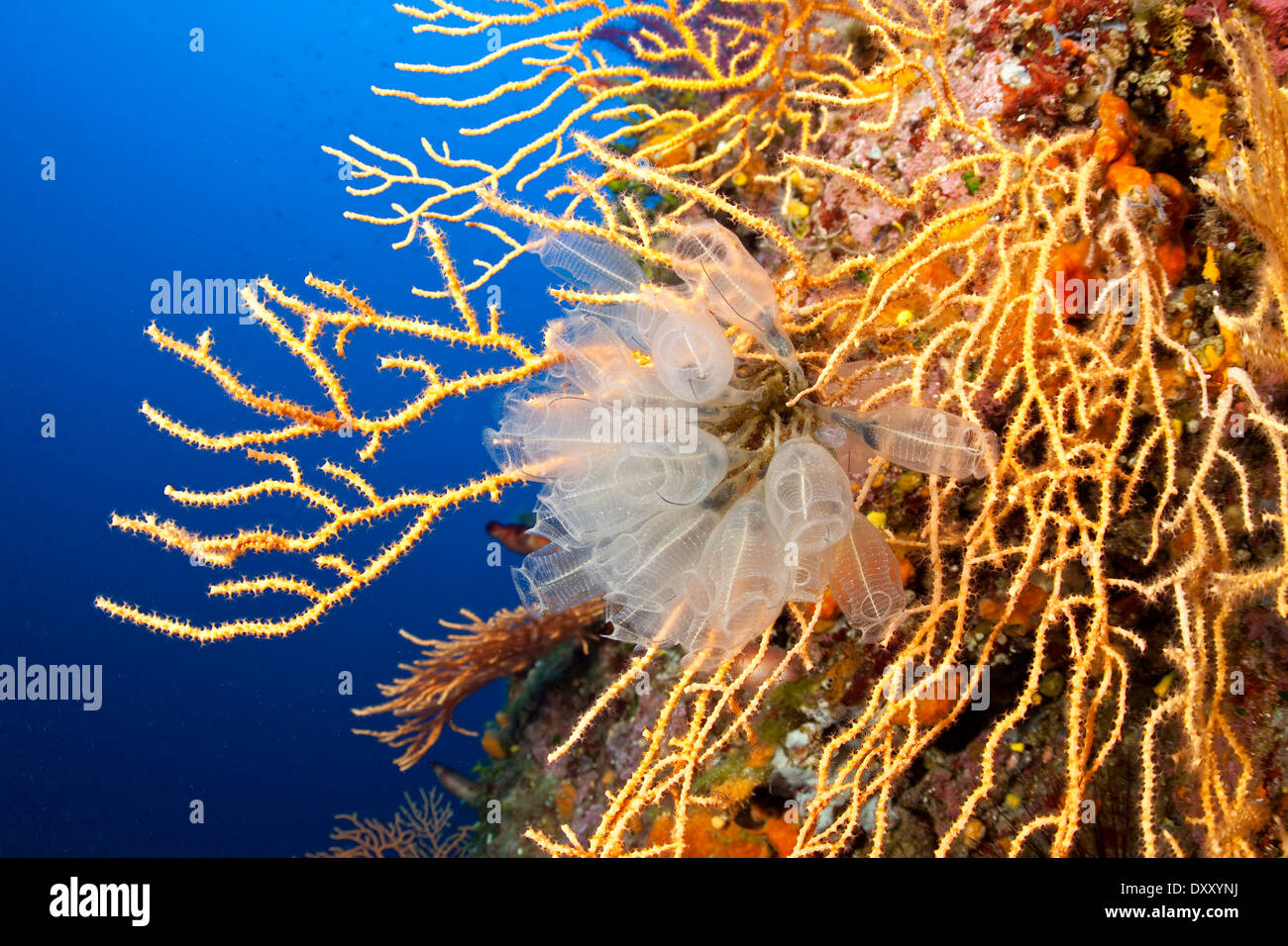 Sur les tuniciers Clavelina lepadiformis, Seafan, Ponza Ilsland, Mer Méditerranée, Italie Banque D'Images