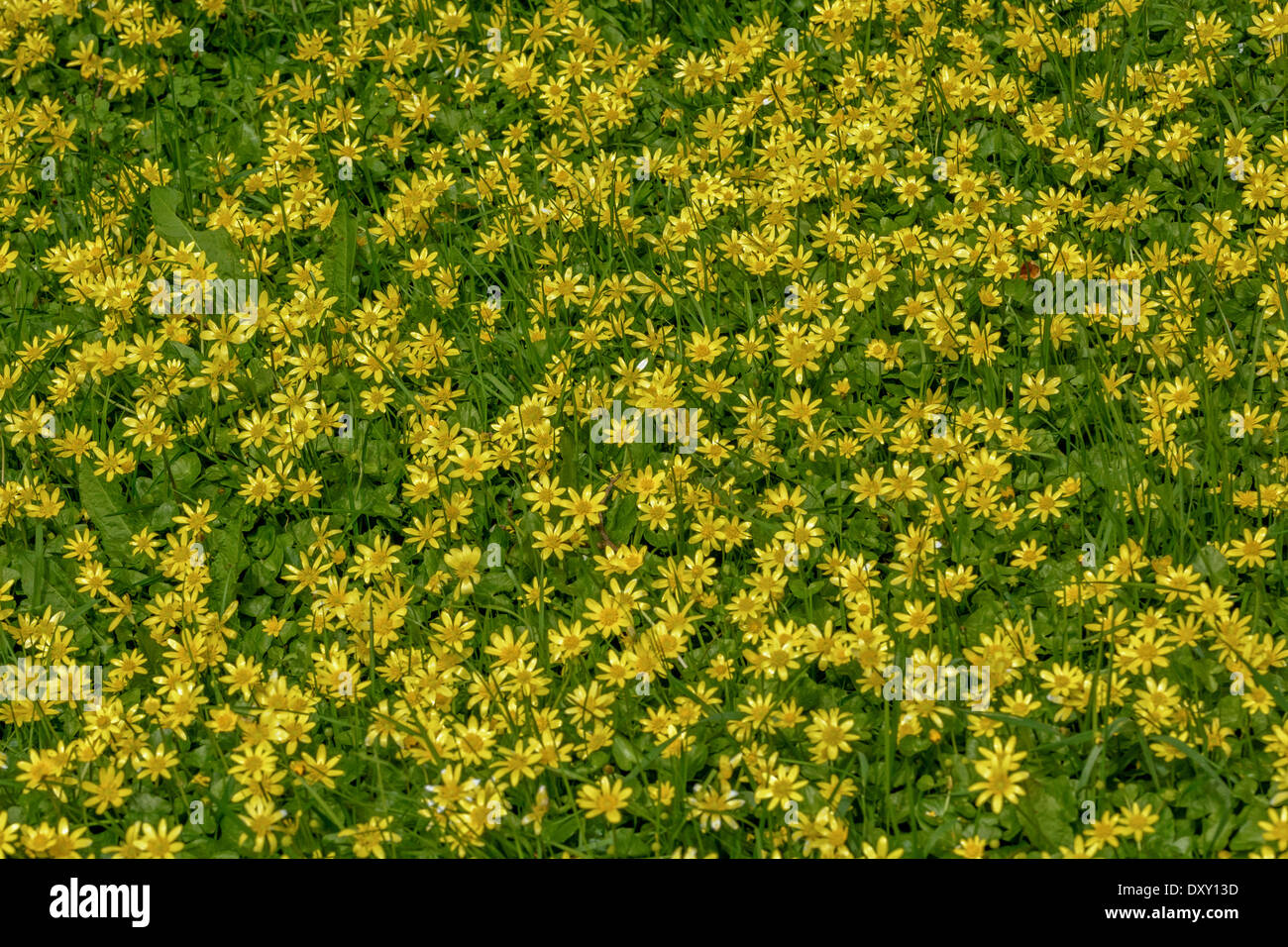 Masse de Chélidoine moindre jaune / Ranunculus ficaria Ficaria verna / à côté de la route. Forme ampoule racine a donné lieu à de nom. Scrofulariacées Banque D'Images