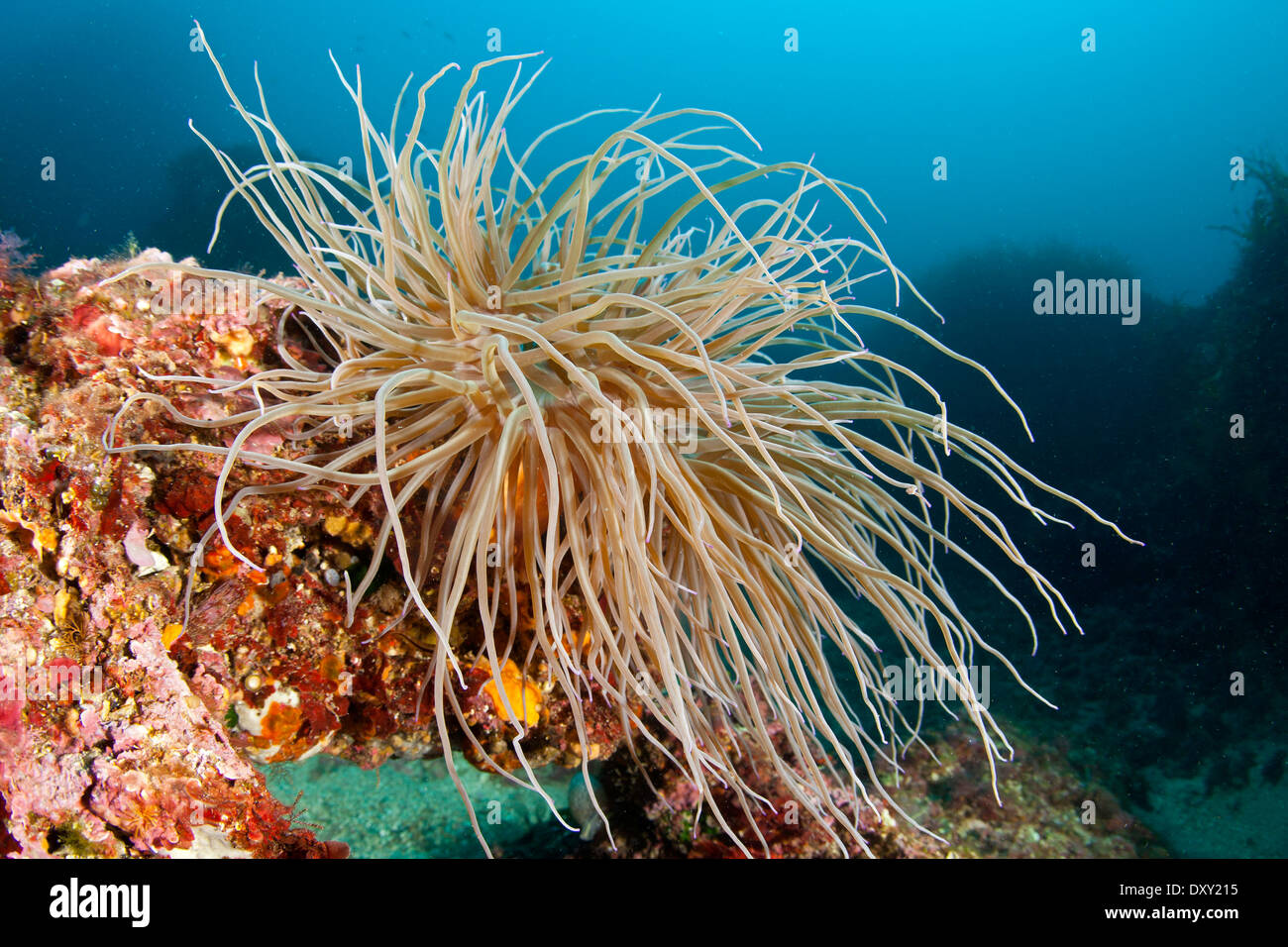 Snakelocks, anémone de mer Anemonia sulcata, Sardaigne, Italie Banque D'Images