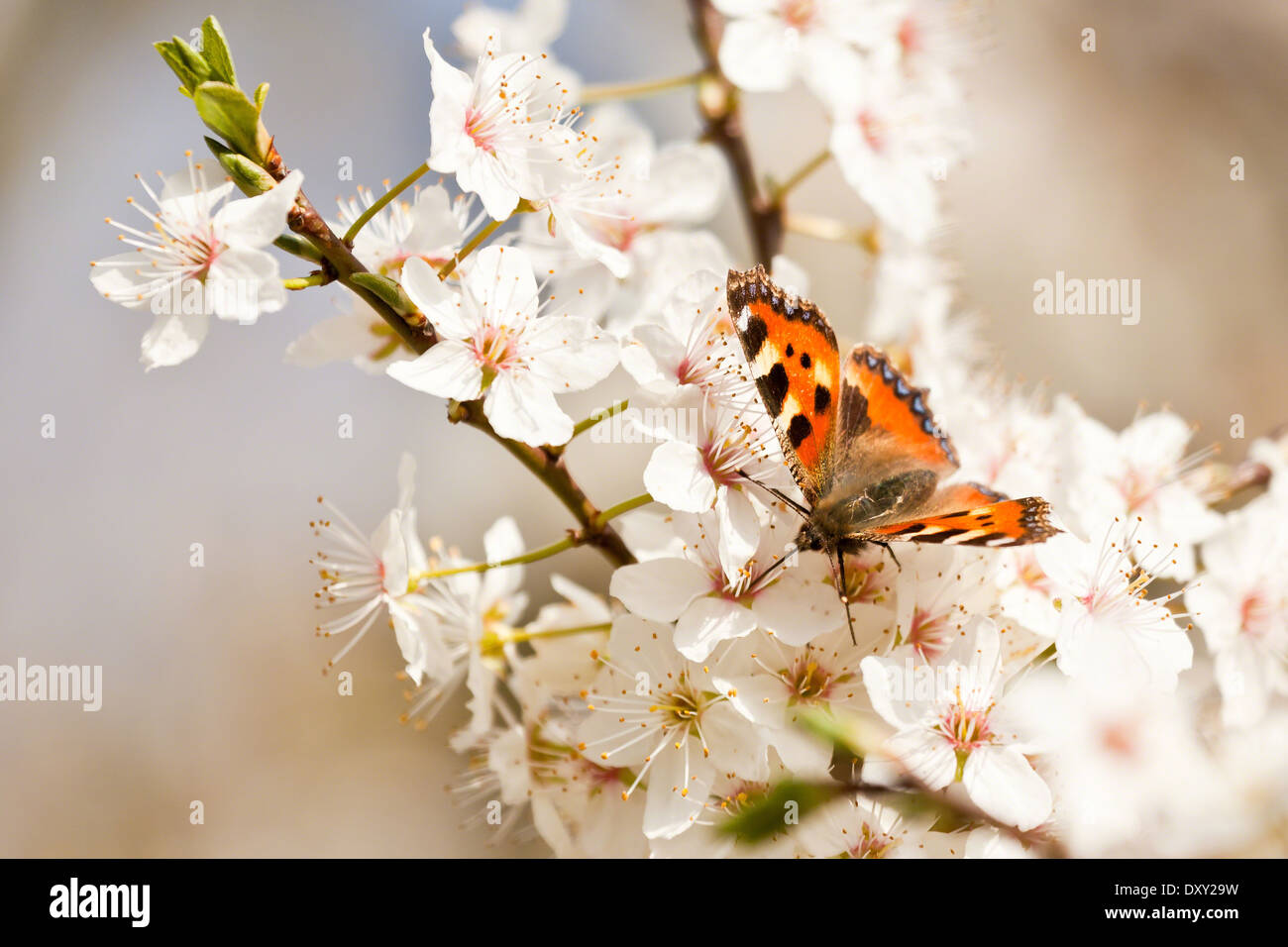 Les petites écailles de papillon sur un rameau en fleurs de prunellier Banque D'Images