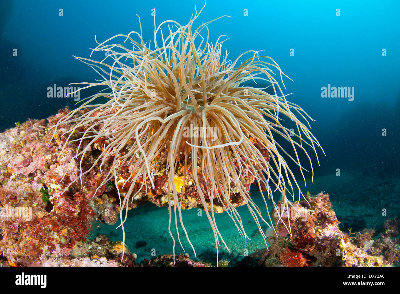 Snakelocks, anémone de mer Anemonia sulcata, Sardaigne, Italie Banque D'Images