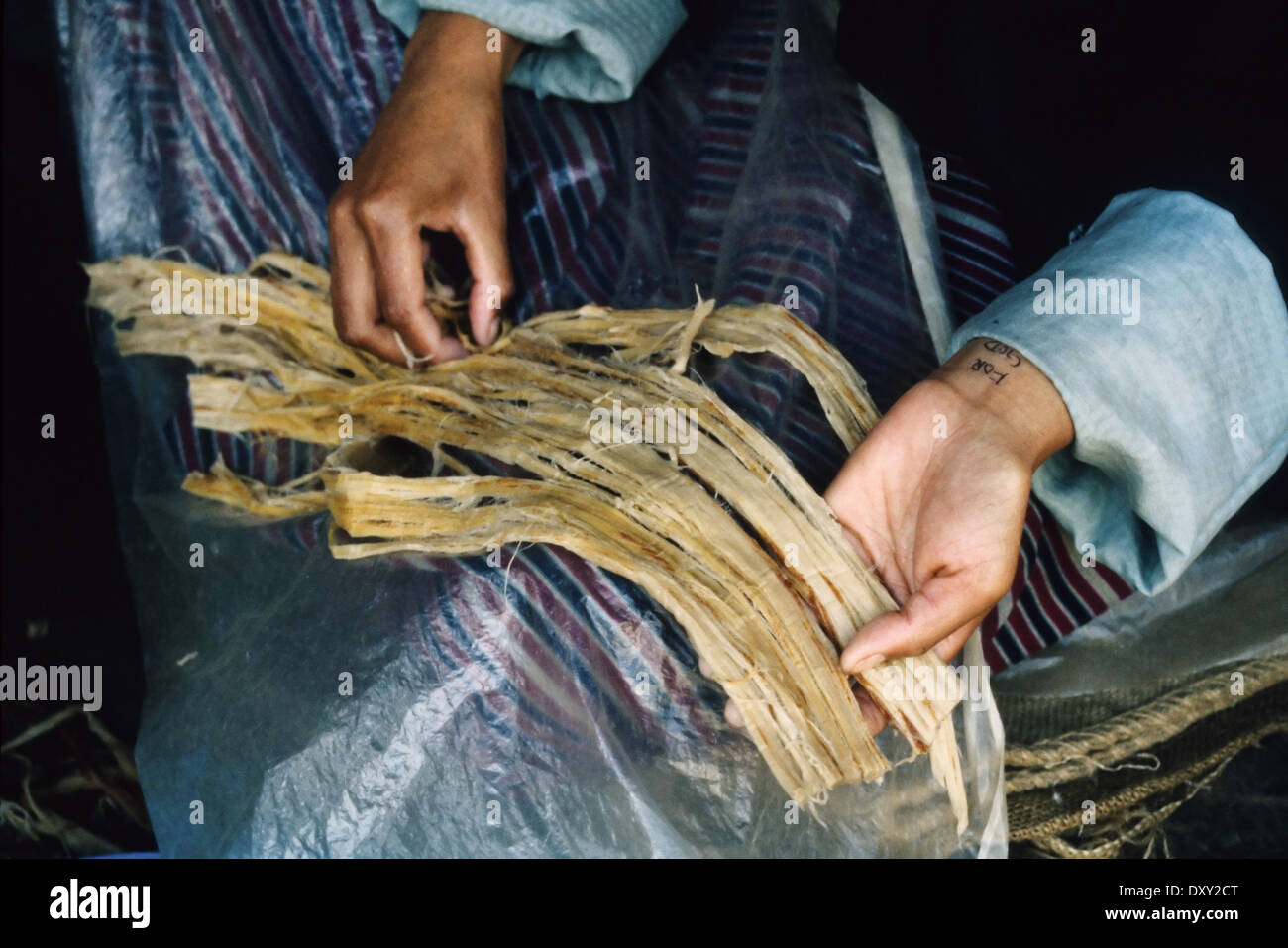 Fractionnement du travailleur roseaux pour papier fait main d'une usine à Thimphu, Bhoutan. Banque D'Images