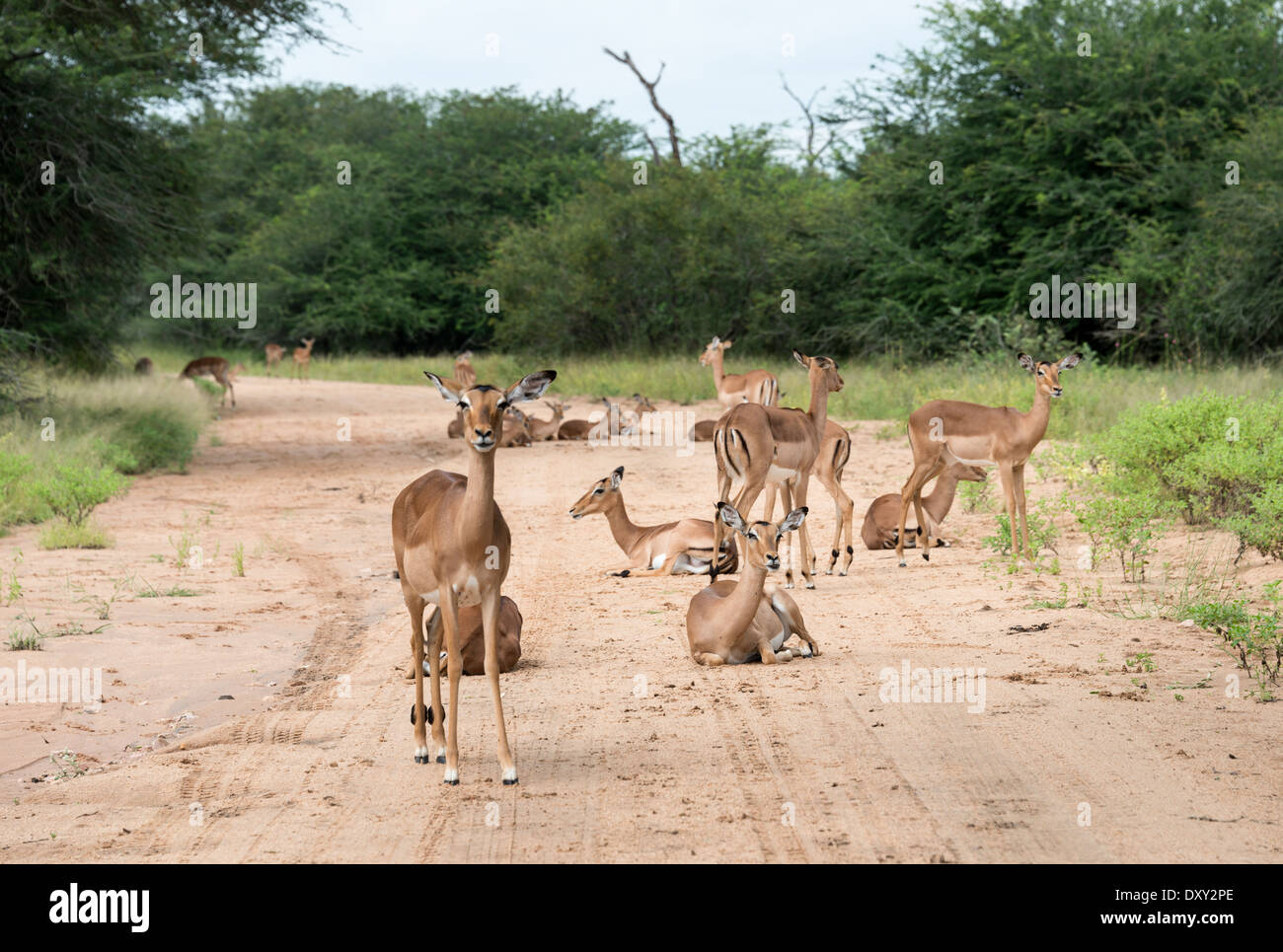 Impala sur le chemin de sable du parc national Kruger en Afrique du Sud Banque D'Images