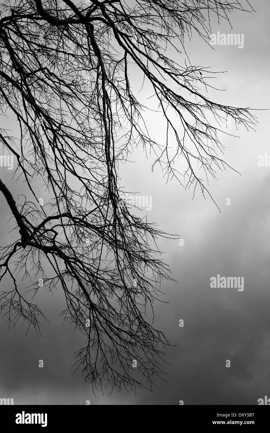 Les branches d'arbres contre un ciel d'orage. Banque D'Images