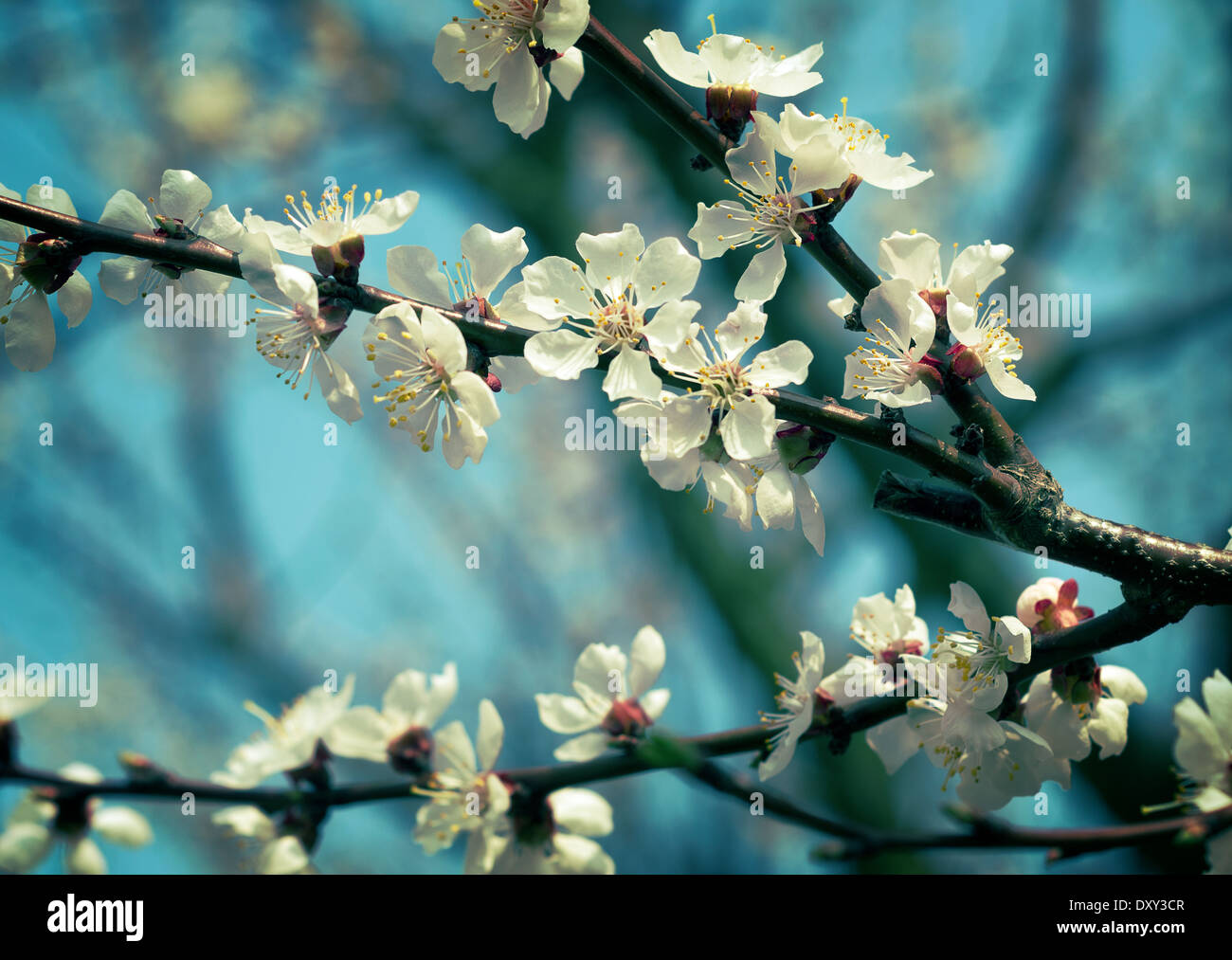 De belles fleurs d'abricotier en fleurs. Split Tone et Selective Focus Banque D'Images