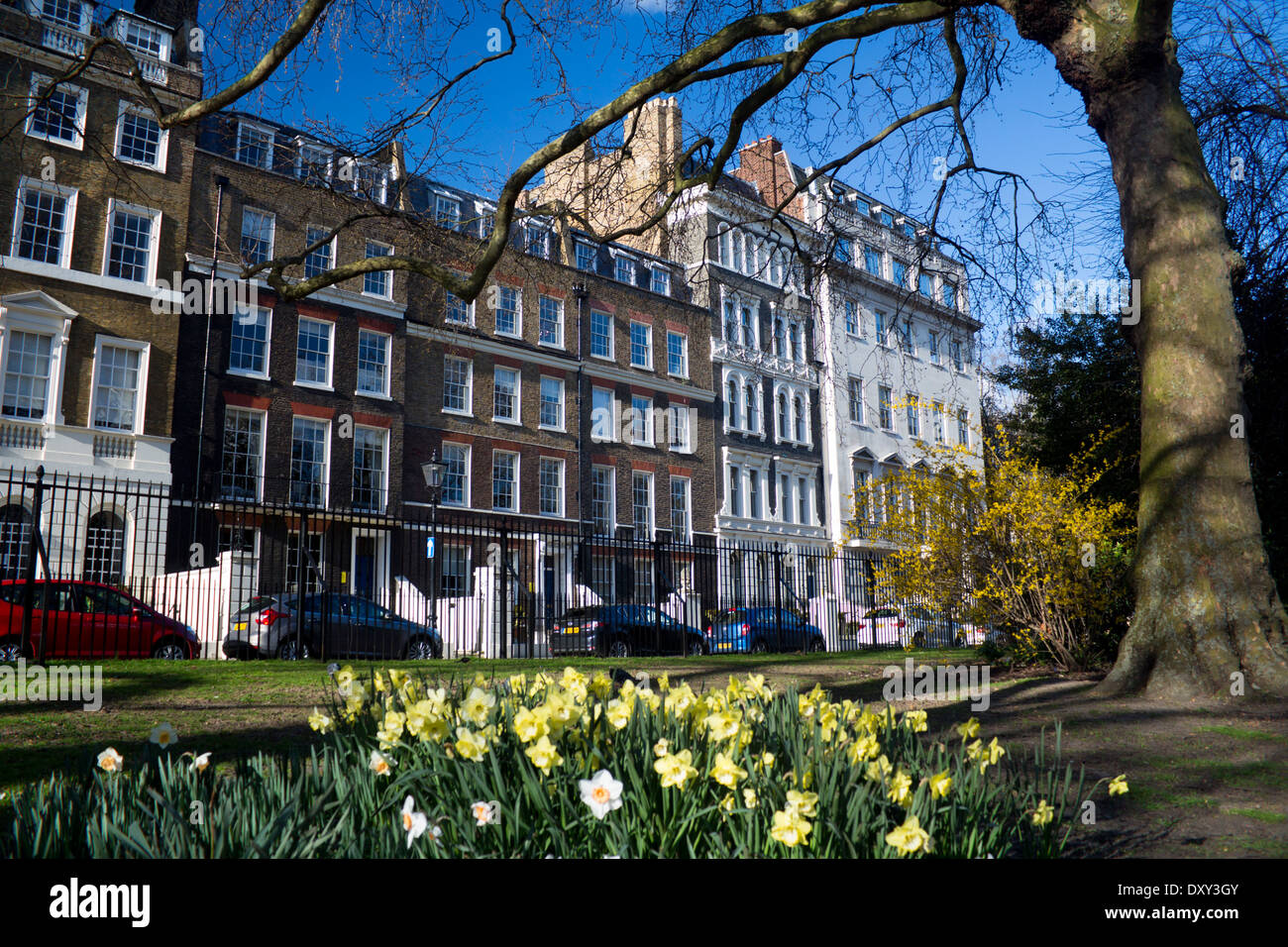 Lincoln's Inn Fields park et carré au printemps de jonquilles en premier plan et maisons derrière London England UK Banque D'Images