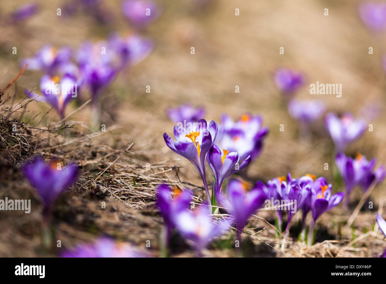 Les crocus printemps sauvage en milieu naturel dans la vallée Chocholowska, Tatras, Pologne Banque D'Images