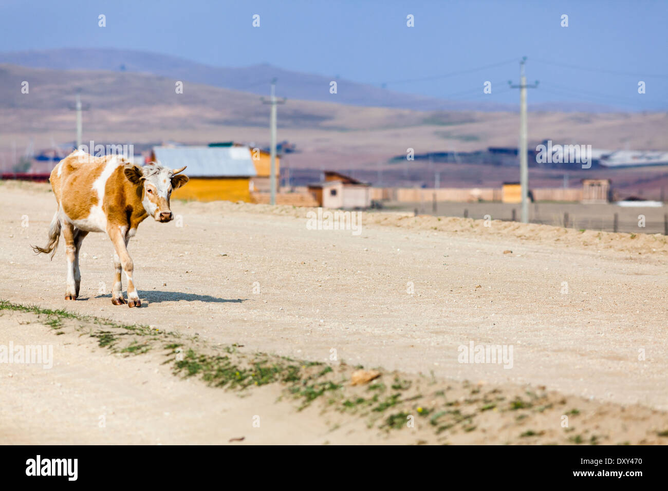 Marche de vache sur la route, l'île Olkhon, Lac Baikal, Sibérie, Russie Banque D'Images