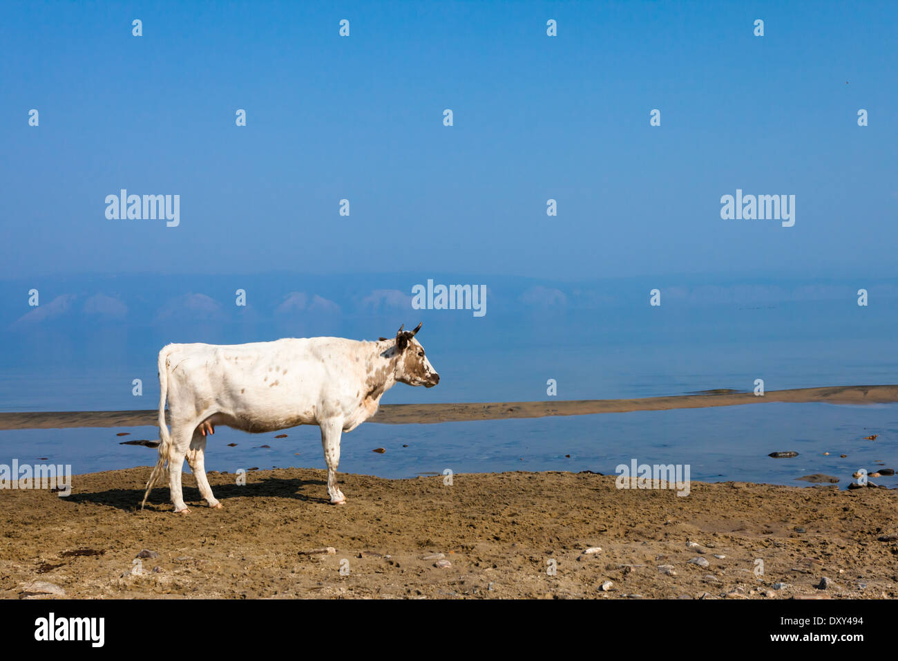 Vache solitaire sur la rive (l'île d'Olkhon, le Lac Baïkal) avec une partie du Baïkal appelé petit détroit Mer et côte ouest de Baikal en arrière-plan Banque D'Images