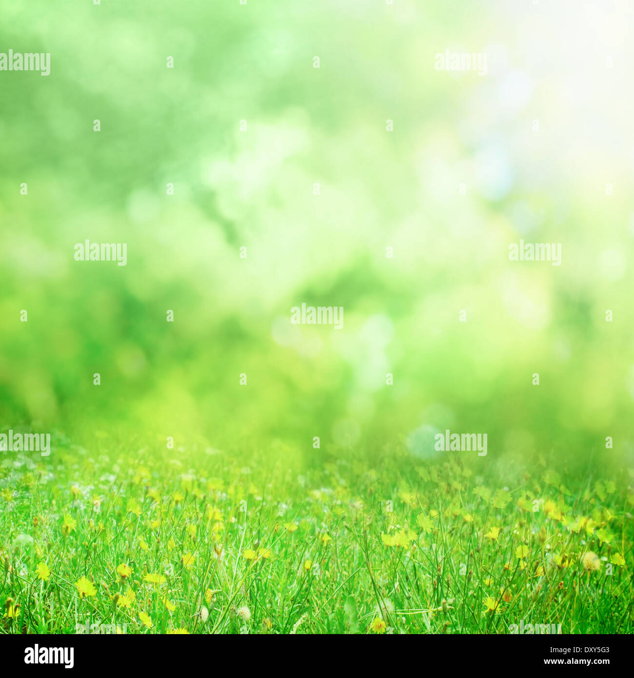 Sunny flower park meadow background Banque D'Images