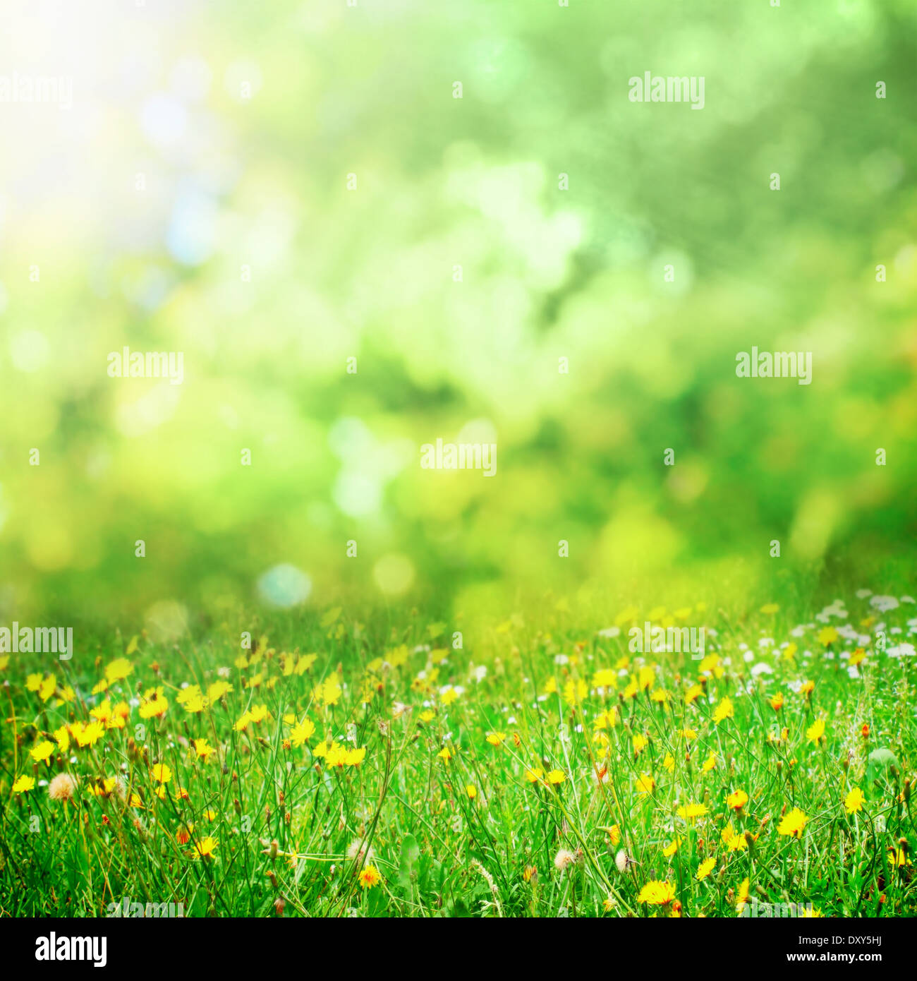 Sunny flower meadow background Banque D'Images