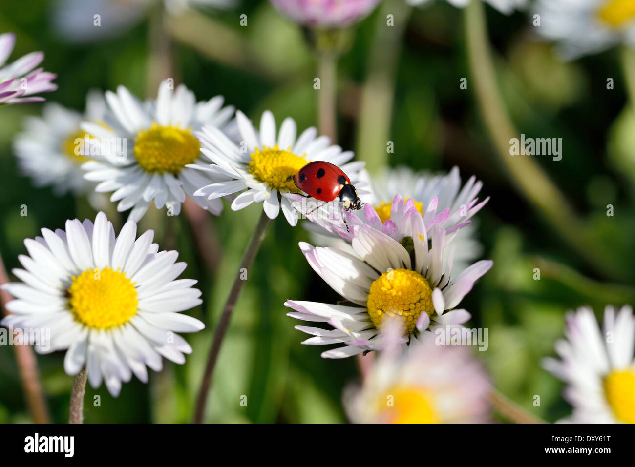 La coccinelle se meut sur une fleur de camomille Banque D'Images