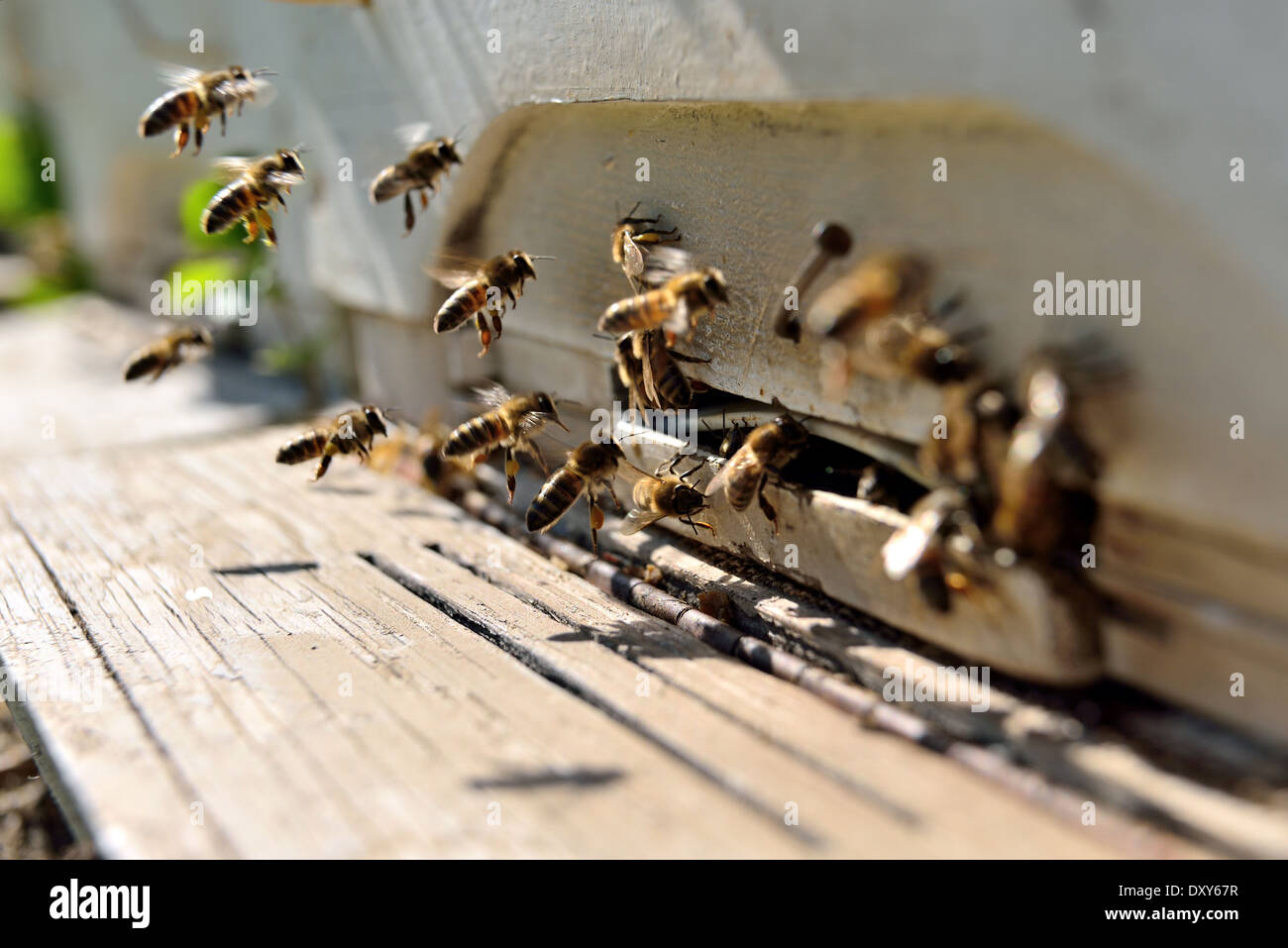 Les abeilles battant en face d'une ruche Banque D'Images