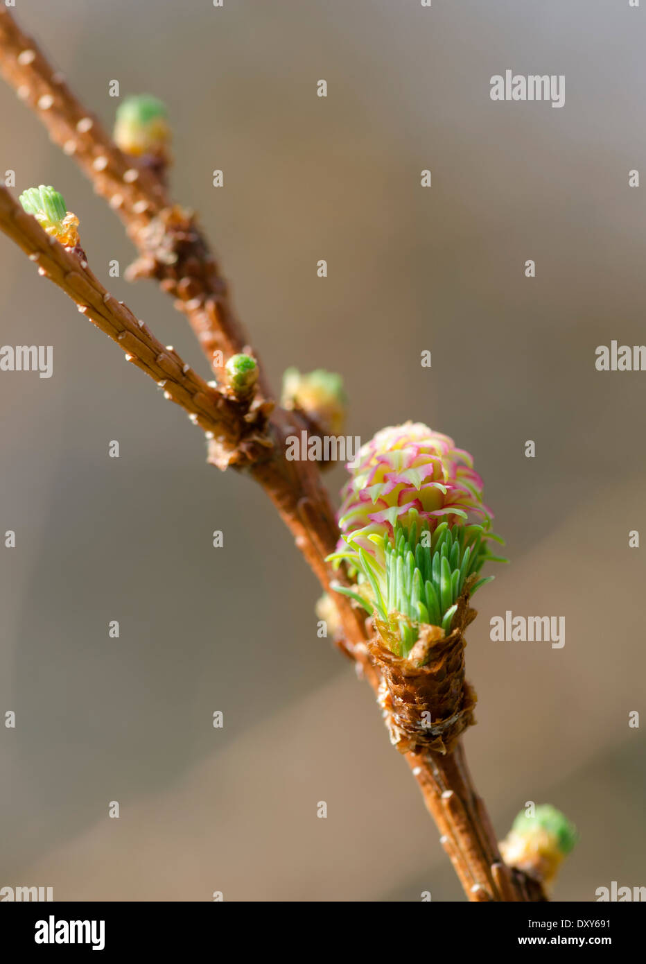 Bourgeon du printemps et la nouvelle croissance, l'utilisation d'un cône de pin, sur une branche d'arbre. Banque D'Images