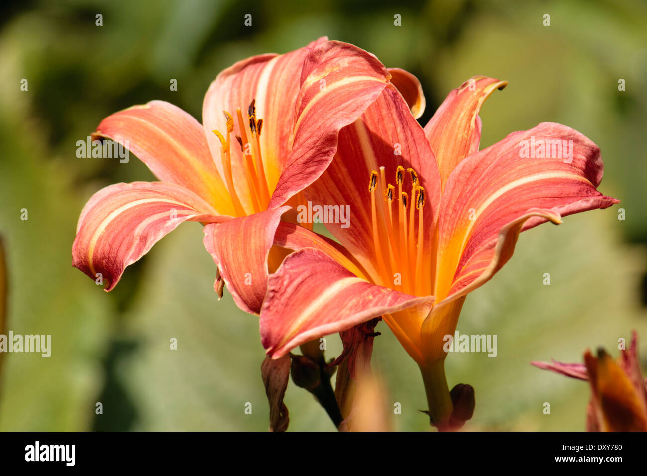 Fleurs de juillet l'hémérocalle, Hemerocallis 'Neyron Rose' Banque D'Images