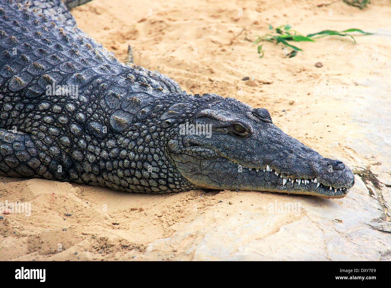 Crocodile paresseux, ayant un reste. Close up. Banque D'Images