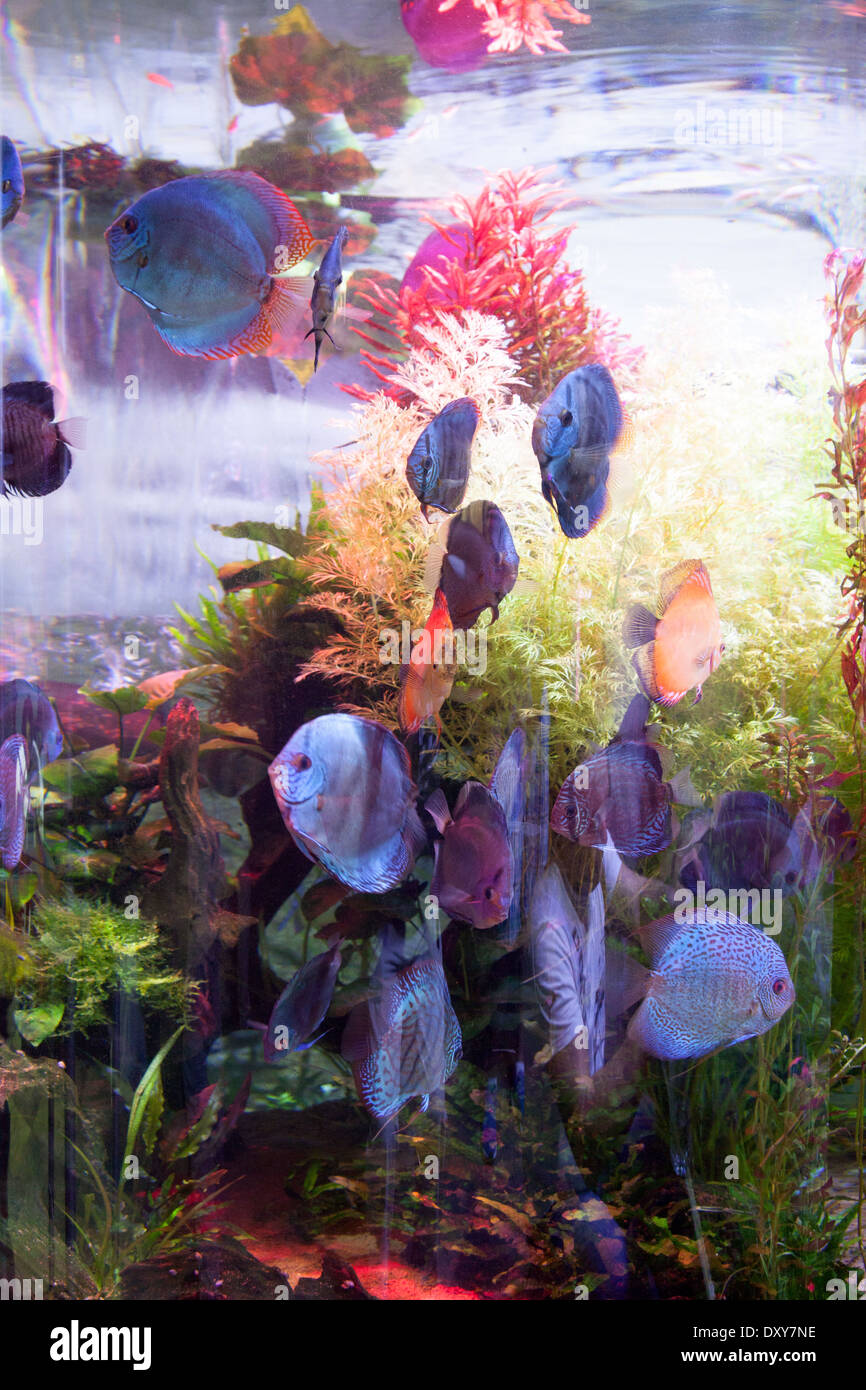 Un Aquarium Avec Des Poissons Tropicaux Multicolores Image stock - Image du  illuminé, coloré: 181595883