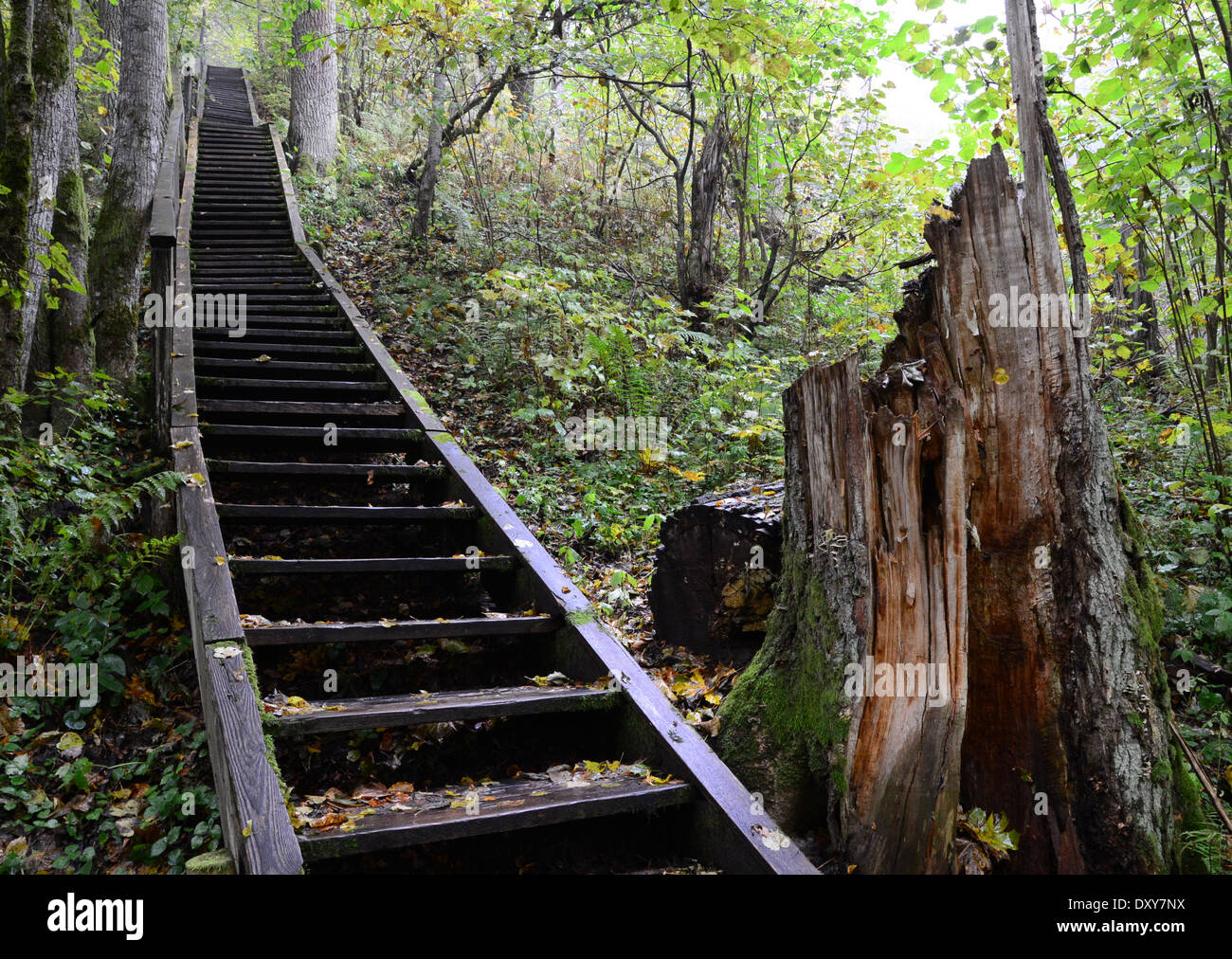 Escaliers dans la forêt. Sigulda, nature Banque D'Images
