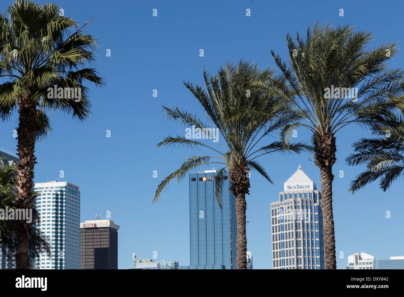 Centre-ville de Tampa Skyline avec palmiers, Florida, USA Banque D'Images