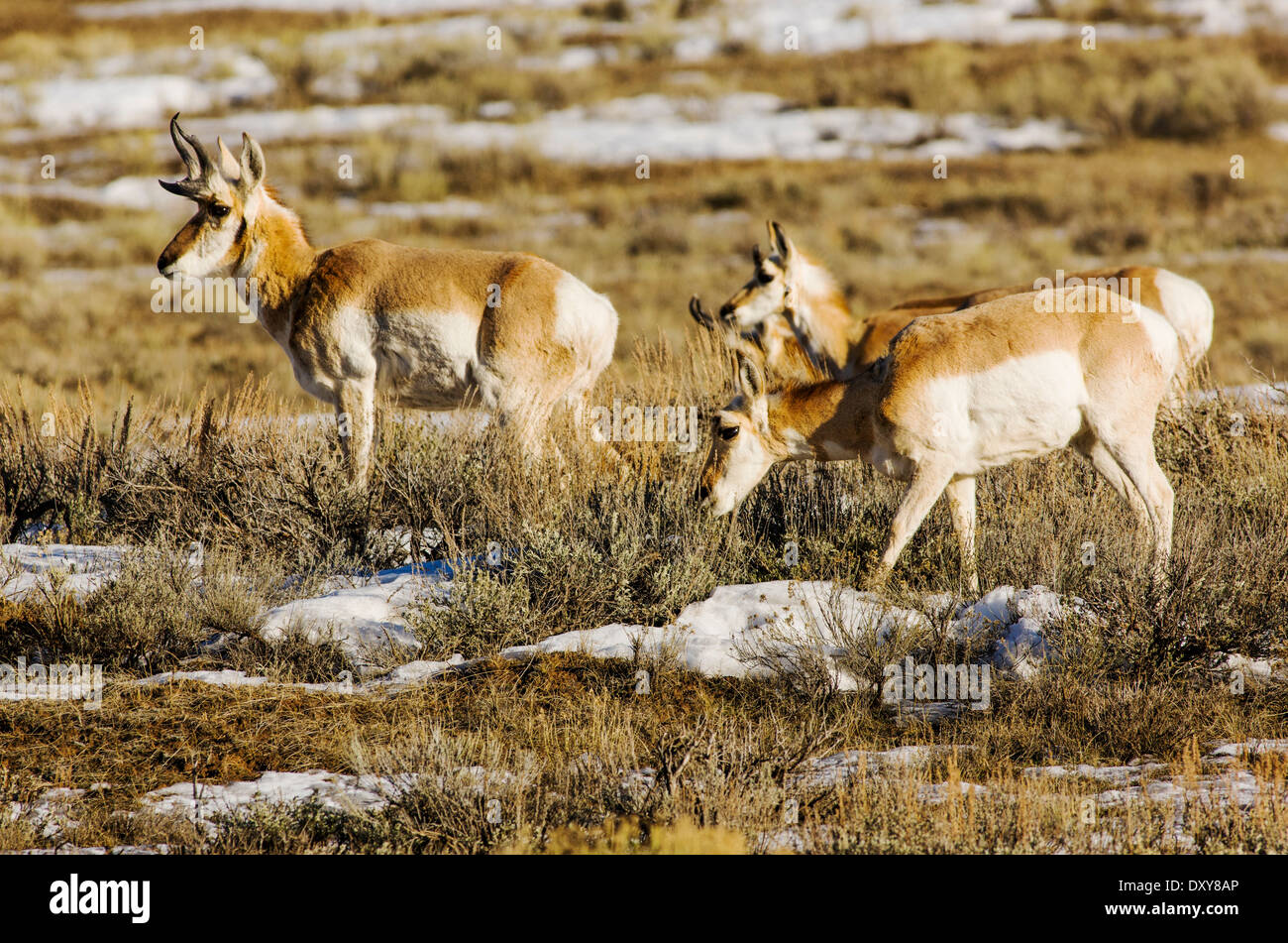 L'Antilope près de Jackson Hole, Wyoming, USA Banque D'Images