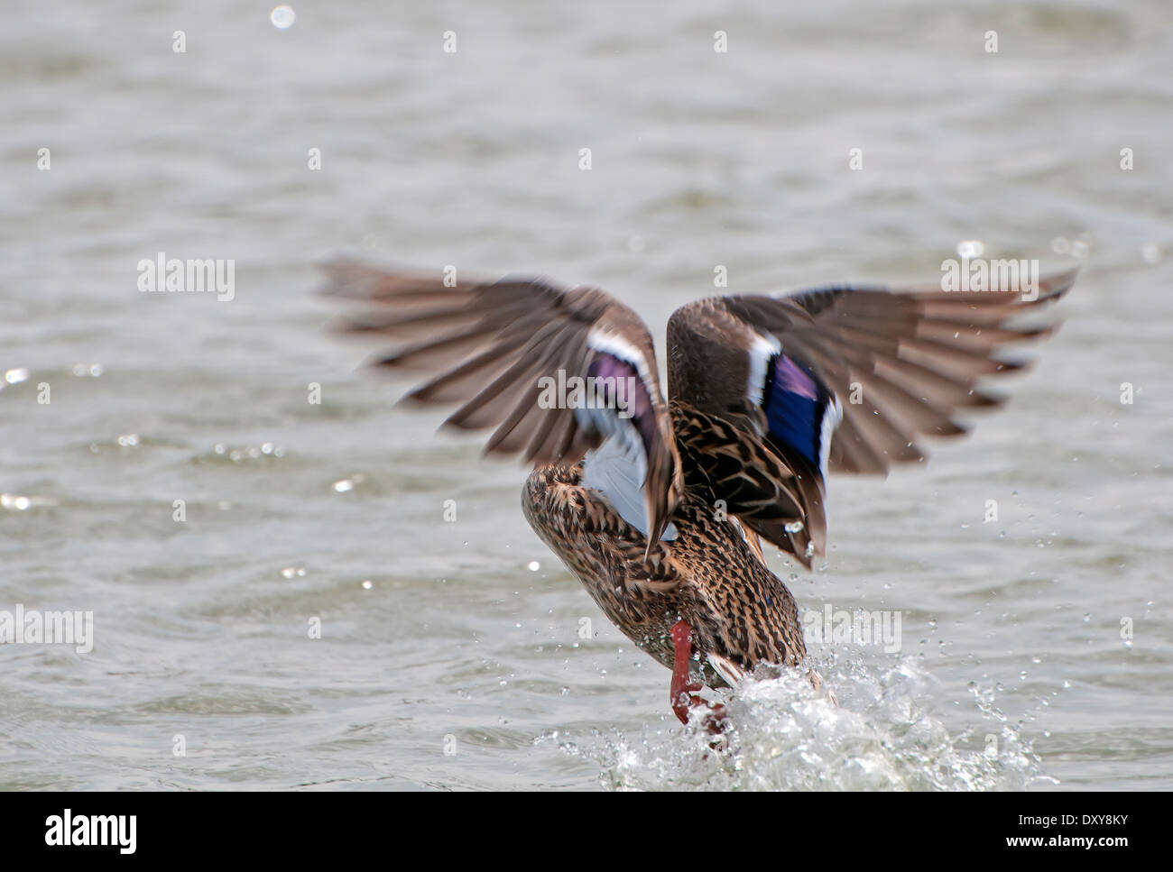 Canard colvert mâle décoller d'un lac Banque D'Images