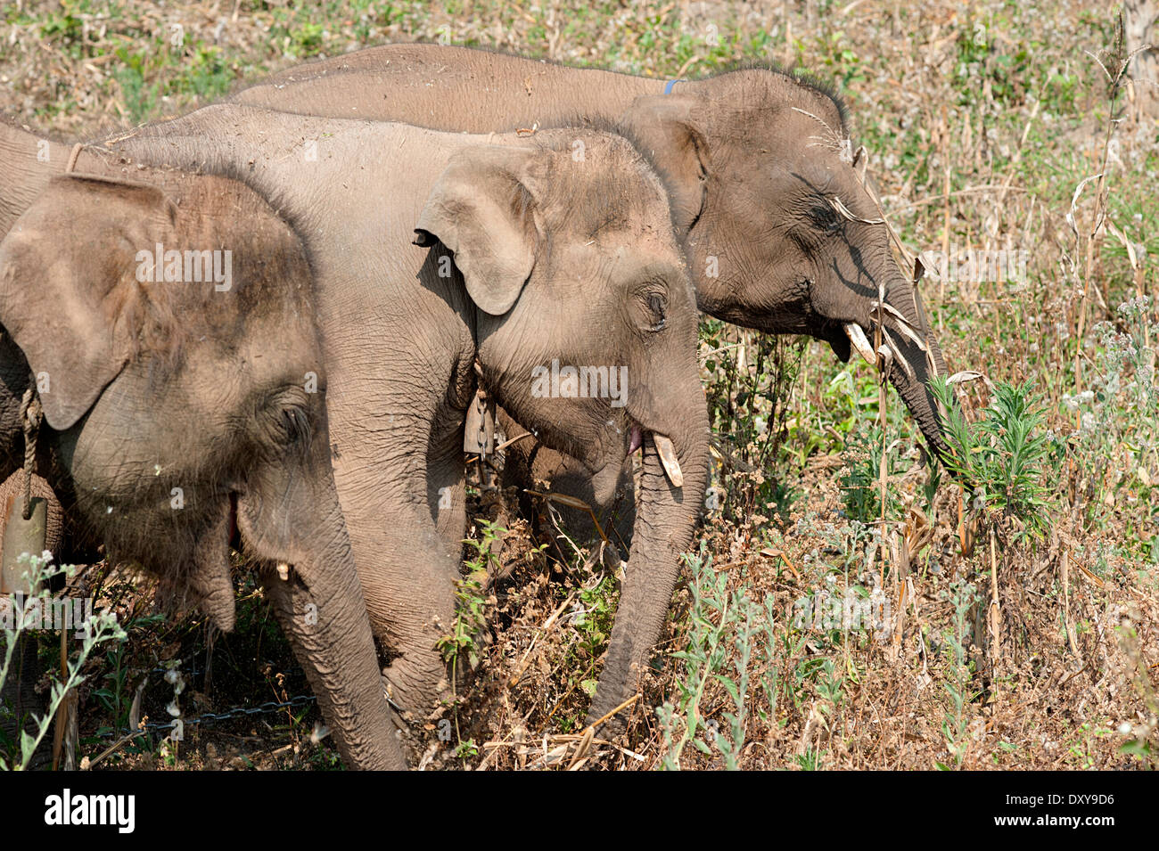Trois jeunes éléphants jouissent de la liberté de flâner et manger dans le champ. Huay Pakoot, nord de la Thaïlande. Banque D'Images