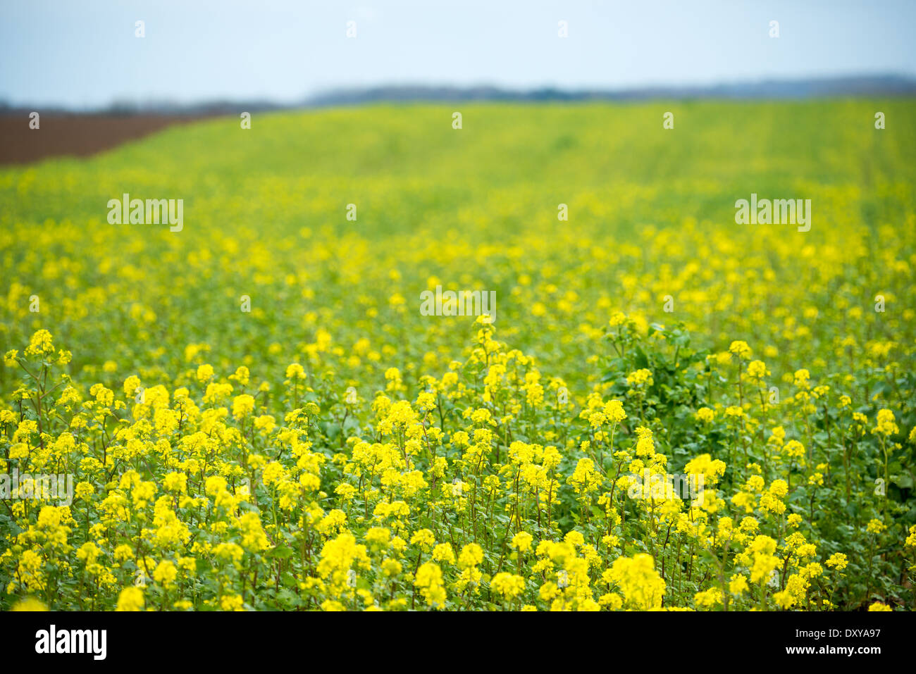 Bataille de Waterloo champ de fleurs sauvages Waterloo Belgique // WATERLOO, Belgique — des fleurs sauvages jaunes parsèment les champs verdoyants où s'est déroulée la bataille de Waterloo le 18 juin 1815. Le paysage agricole préservé conserve une grande partie de son caractère historique grâce à l'utilisation continue de l'agriculture. Ces champs pastoraux ont été témoins de l'un des engagements militaires les plus décisifs d'Europe, servant maintenant à la fois de terres agricoles en activité et de sites de préservation historiques. Banque D'Images