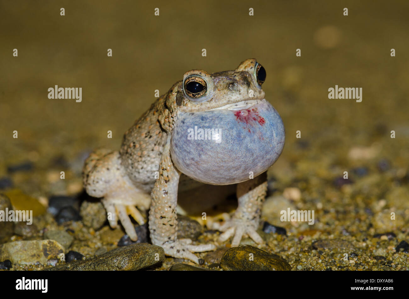 Mâle appelant à taches rouges, Toad Anaxyrus punctatus), (Sierra Co., New Mexico, USA. Banque D'Images