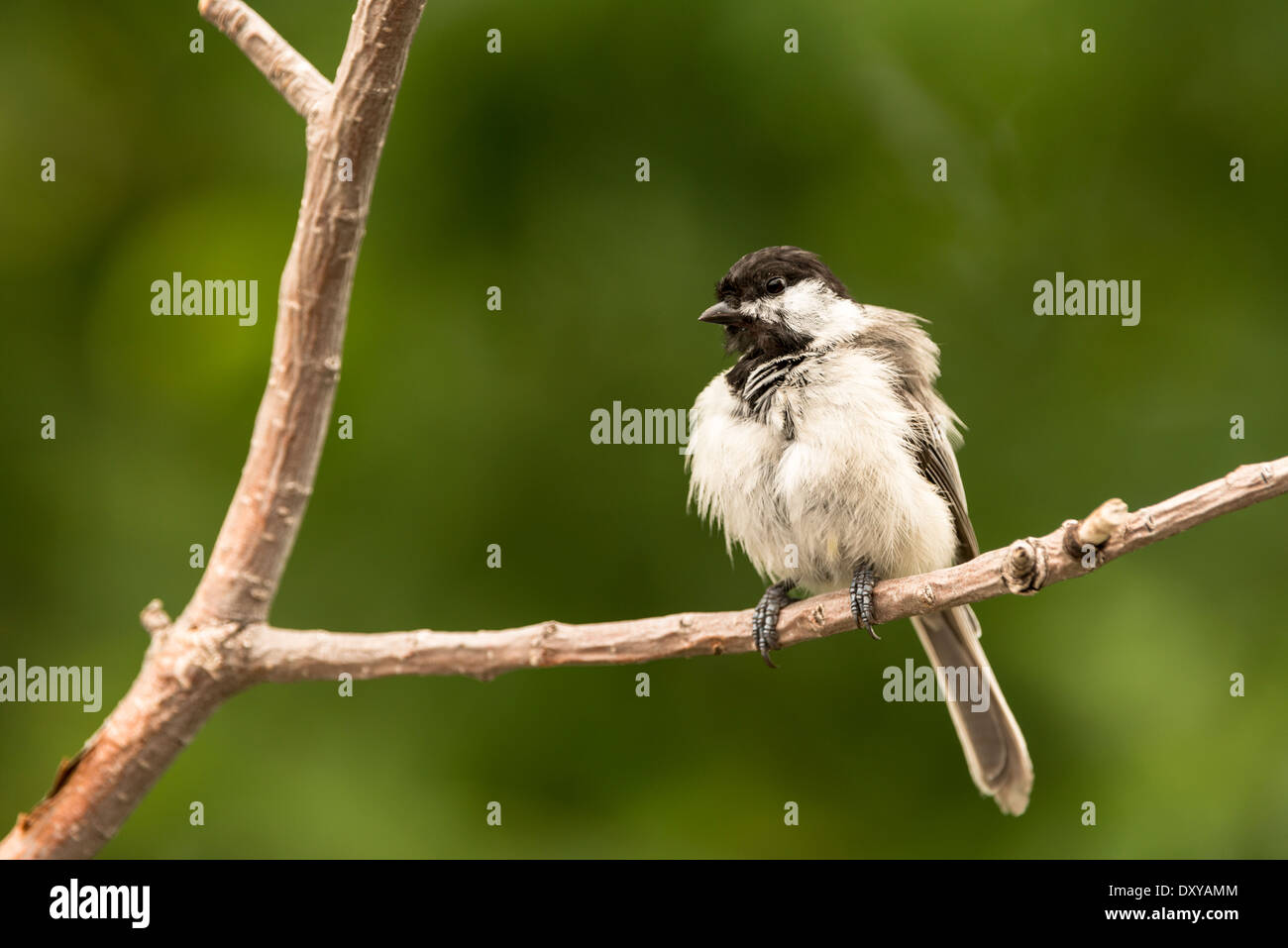 Mésange noire perché sur une branche plumes ébouriffant. Banque D'Images