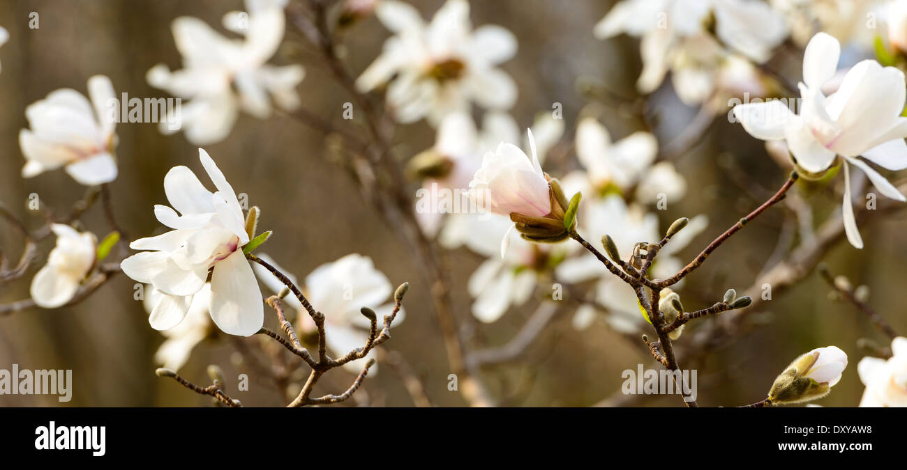 Magnolia X Loebneri 'Ballerina' Loebner Magnolia à l'Université de Minnesota Landscape Arboretum. Banque D'Images