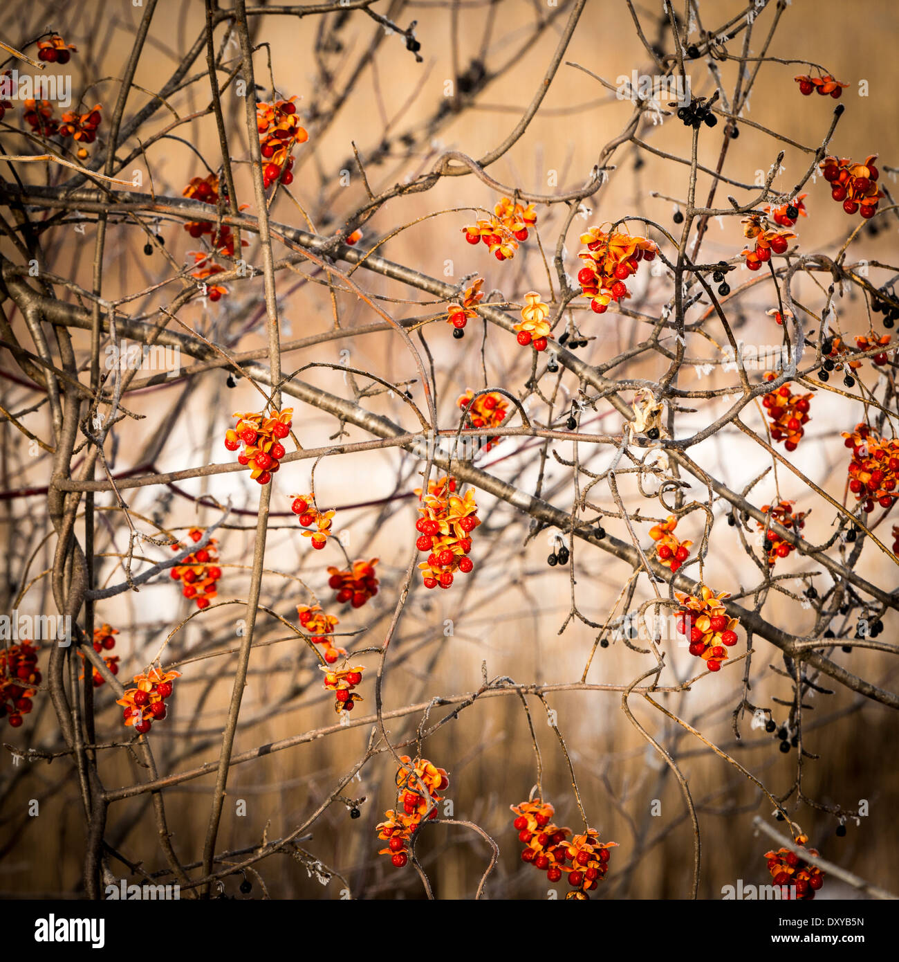 Orange douce-amère de l'Amérique (Celastrus scandens) petits fruits sur le feuillage d'hiver avec de la gelée blanche. Banque D'Images