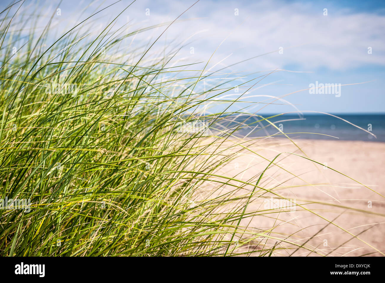 L'herbe pousse sur la plage de sable de la côte atlantique de l'Île du Prince Édouard, Canada Banque D'Images