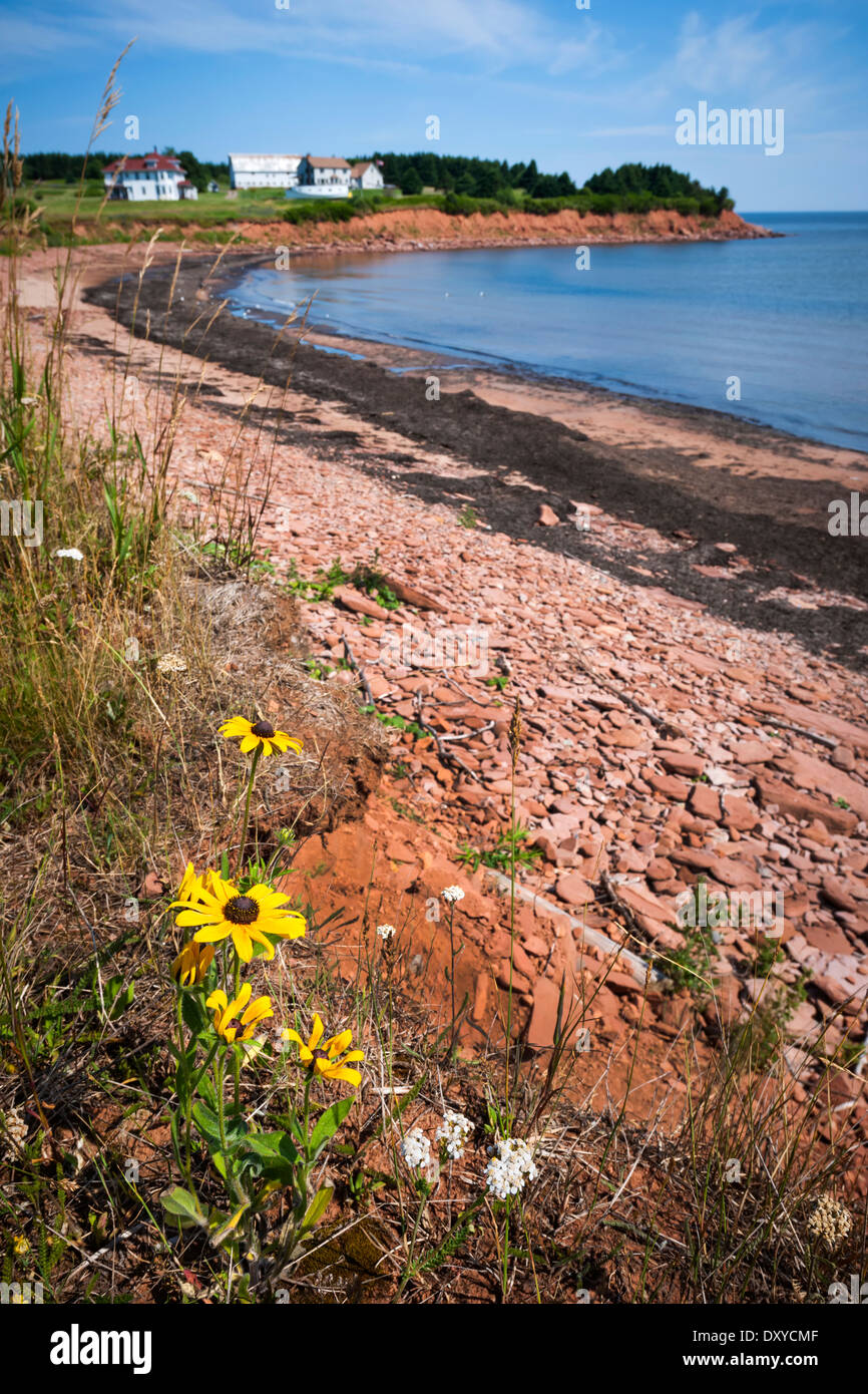 Fleurs sauvages et de roches rouges de la côte de l'Île du Prince-Édouard près du village de North Rustico de Côte des pignons verts, PEI, Canada. Banque D'Images
