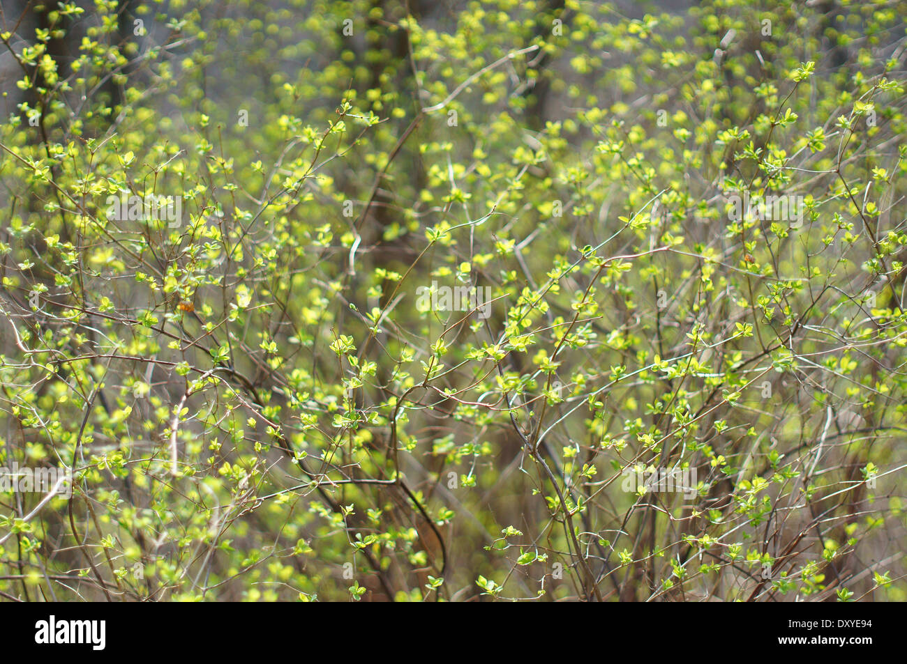 Vert frais délicates feuilles début de printemps Banque D'Images