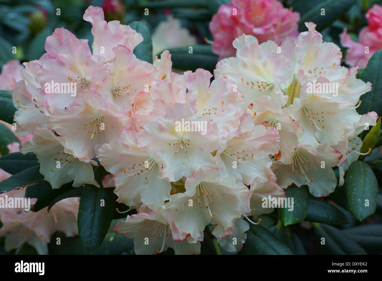 Rhododendron rose pâle flambeau d'or fleurs close up Banque D'Images