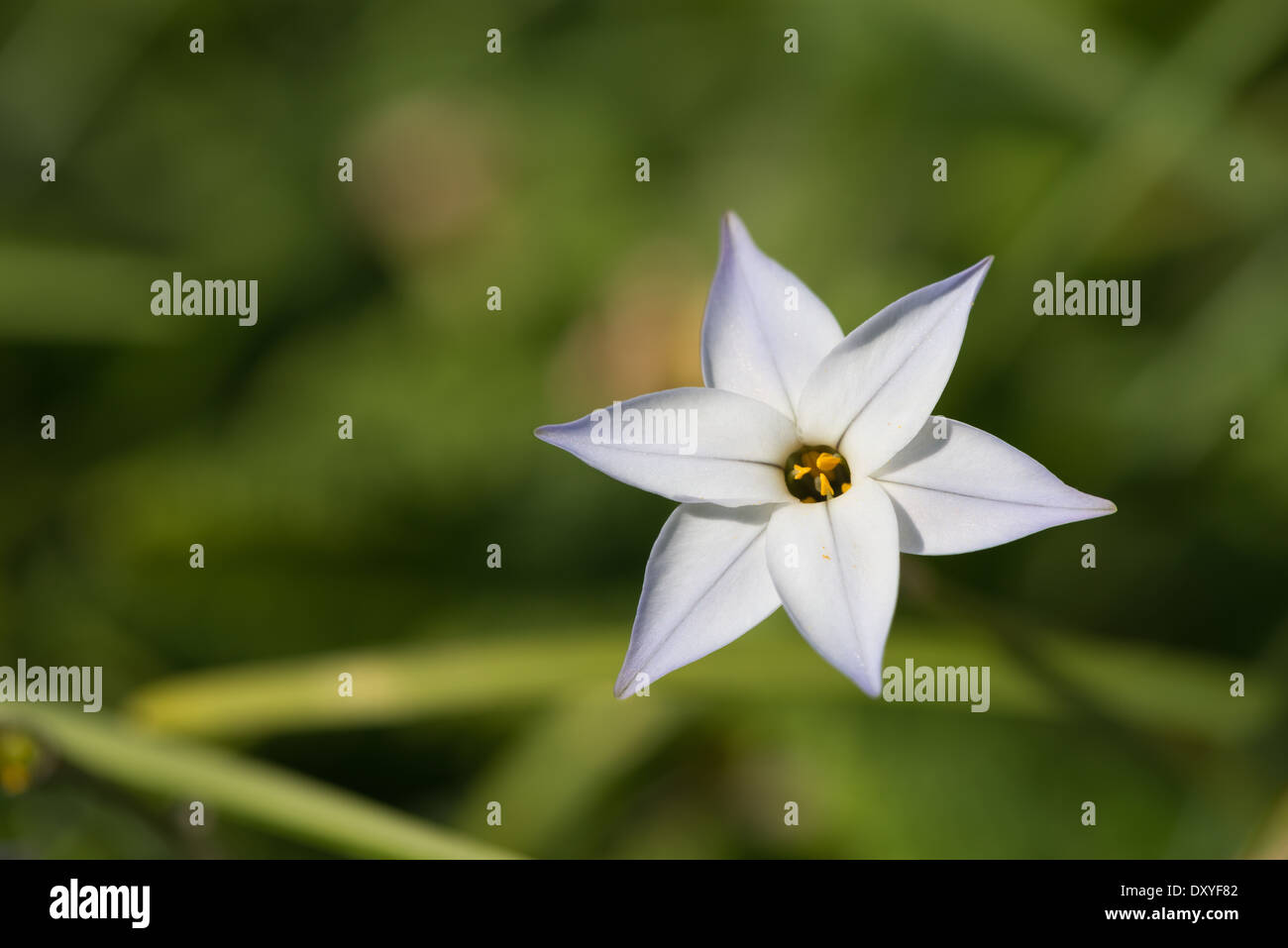 Ipheion uniflorum n printemps floraison star la trientale boréale Banque D'Images