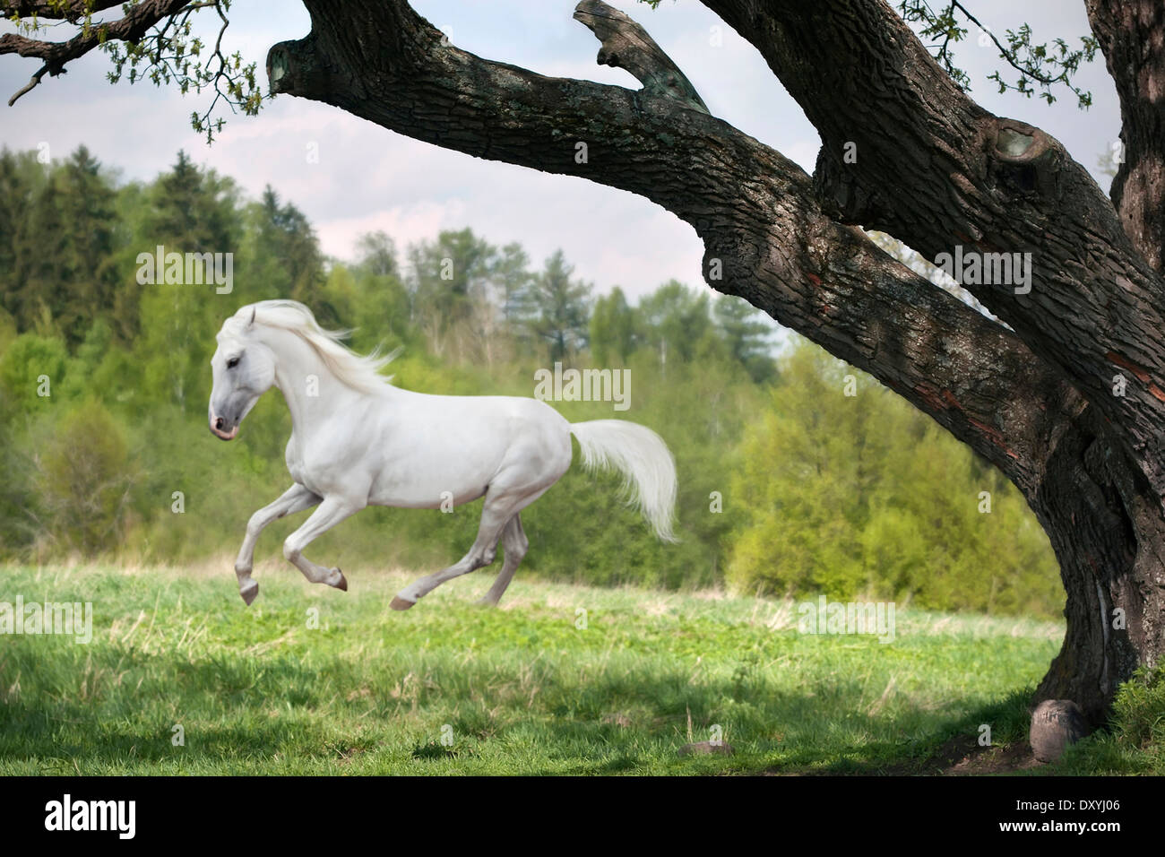 Cheval trotteur orlov Banque de photographies et d’images à haute ...