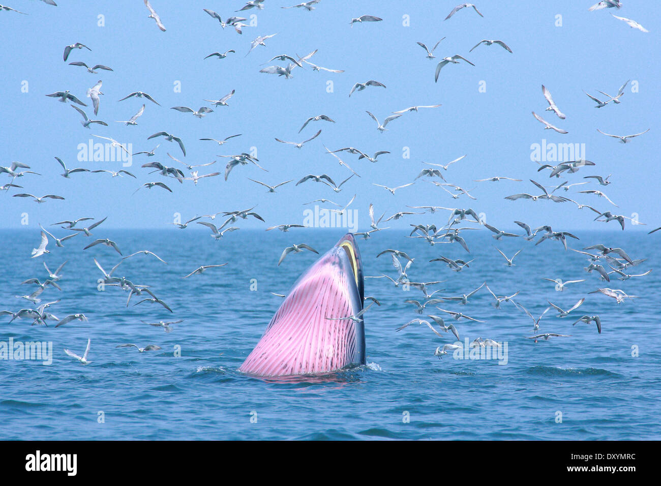 Les baleines de Bryde et interaction interspécifique seagull dans la nature Banque D'Images