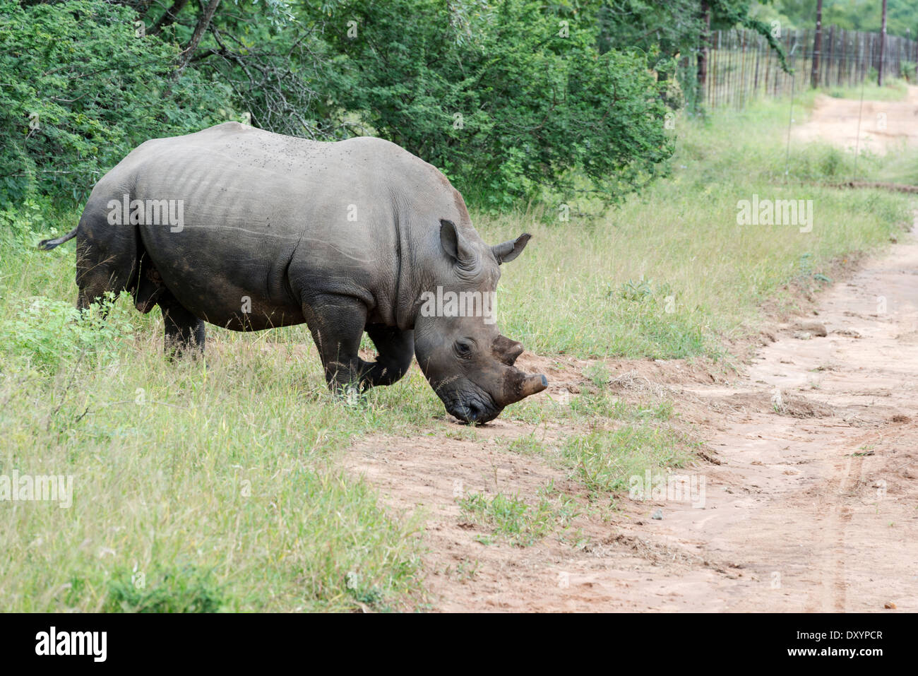 Le rhinocéros blanc l'un des Big 5 animaux au parc national Kruger en Afrique du Sud Banque D'Images