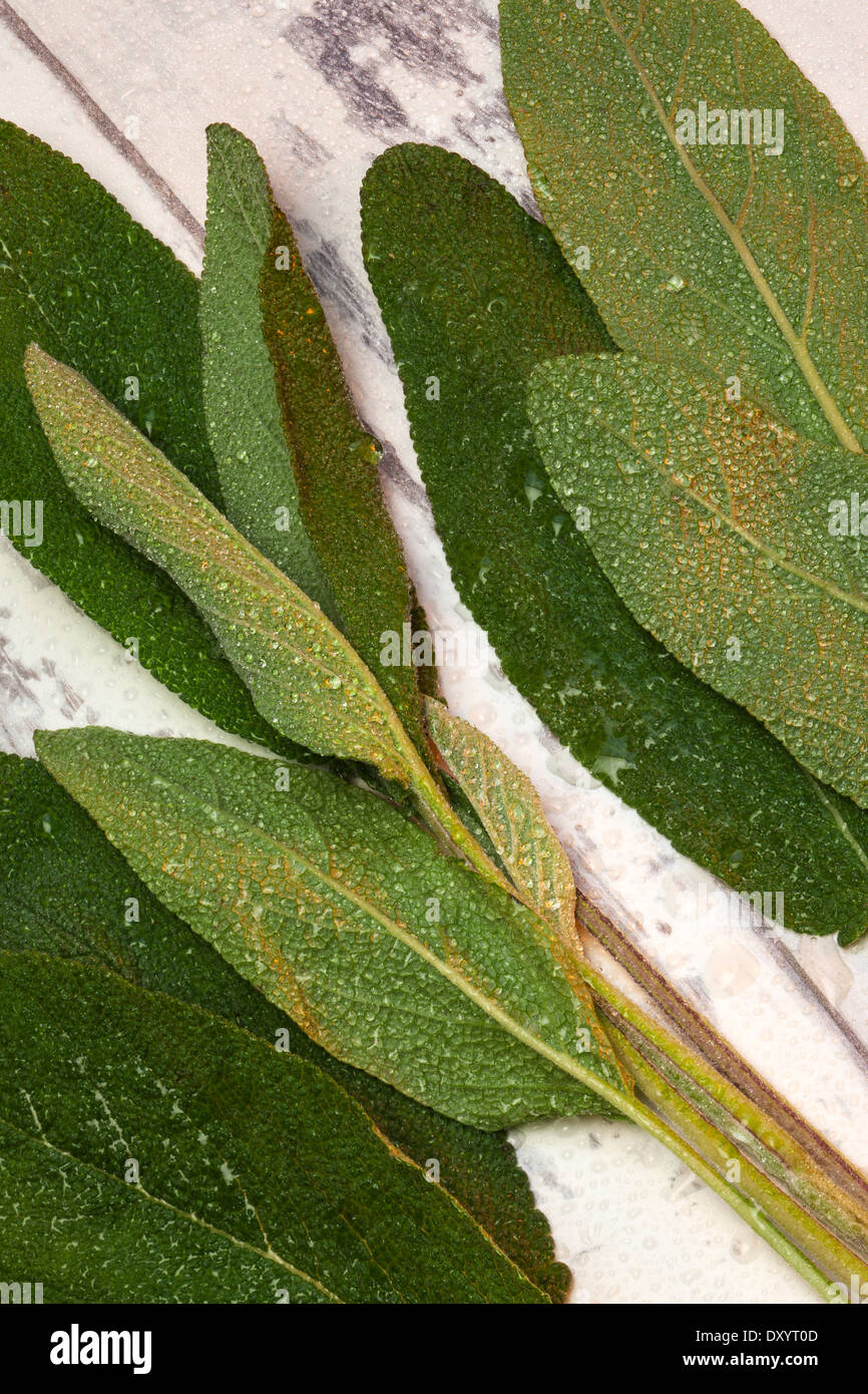 Sauge - herbes et épices Banque D'Images