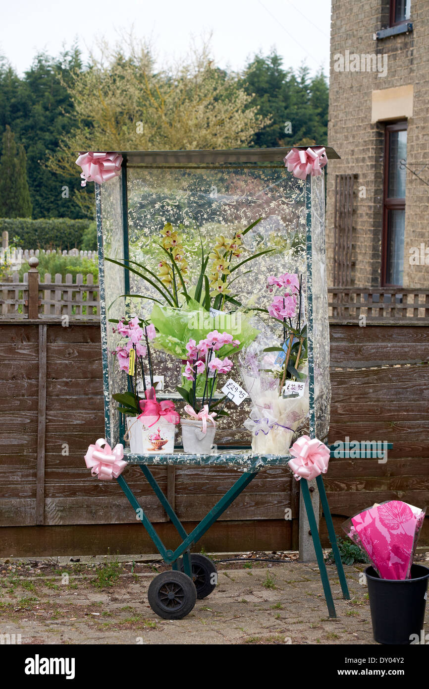 Vente de plantes à fleurs de jour de mères stand Banque D'Images