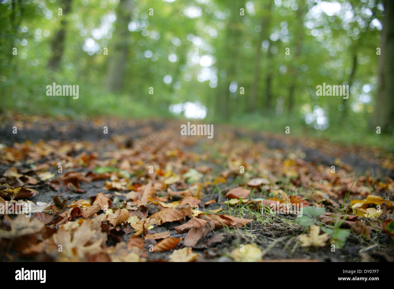 Saison Automne feuilles plancher bois route chemin Banque D'Images