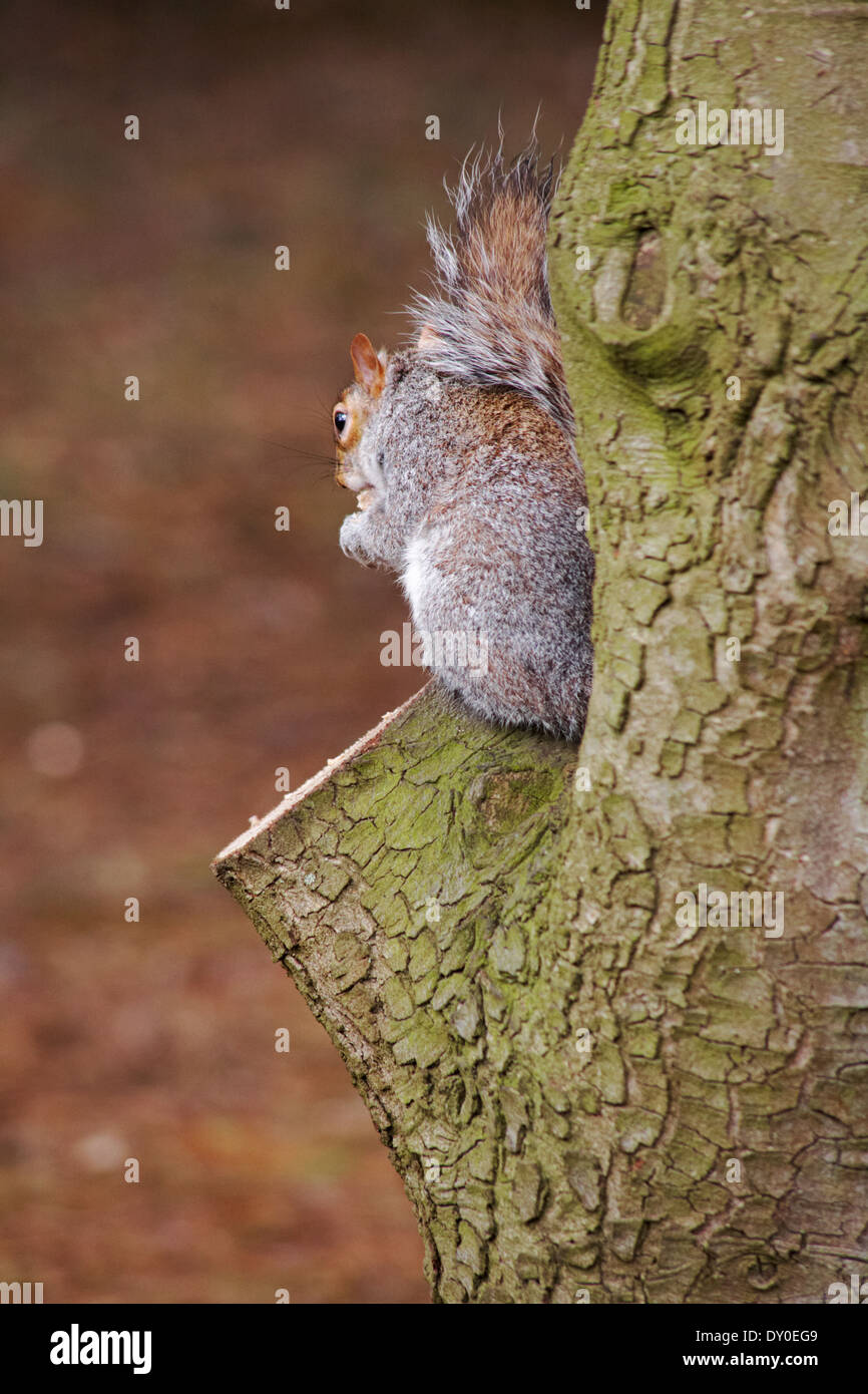 ssciurus carolinensis, écureuil gris, assis sur V de l'arbre mangeant au jardin de Bournemouth, Bournemouth, Dorset UK en avril Banque D'Images