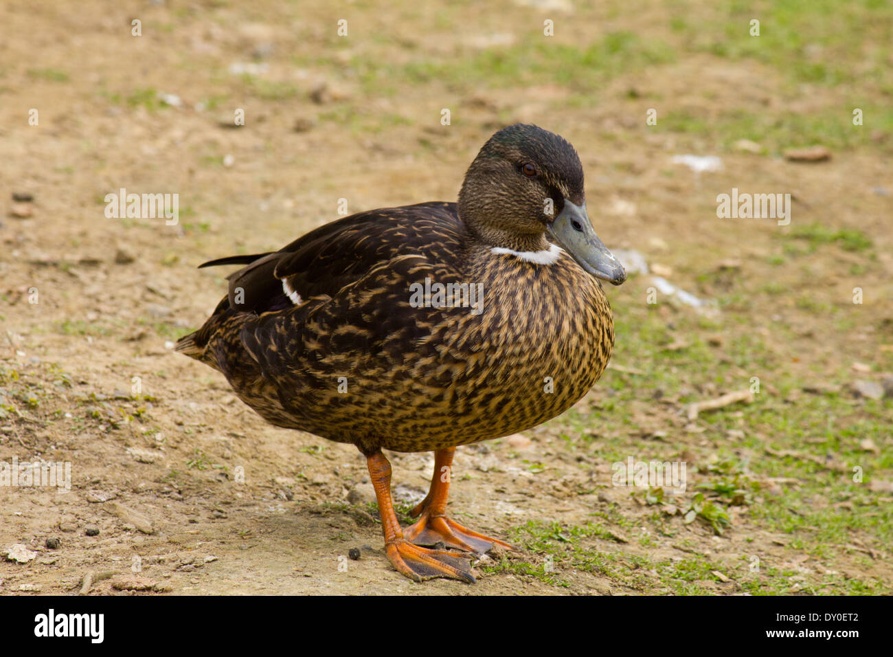 La commune unique seul canard centré sur la terre et l'herbe. Banque D'Images