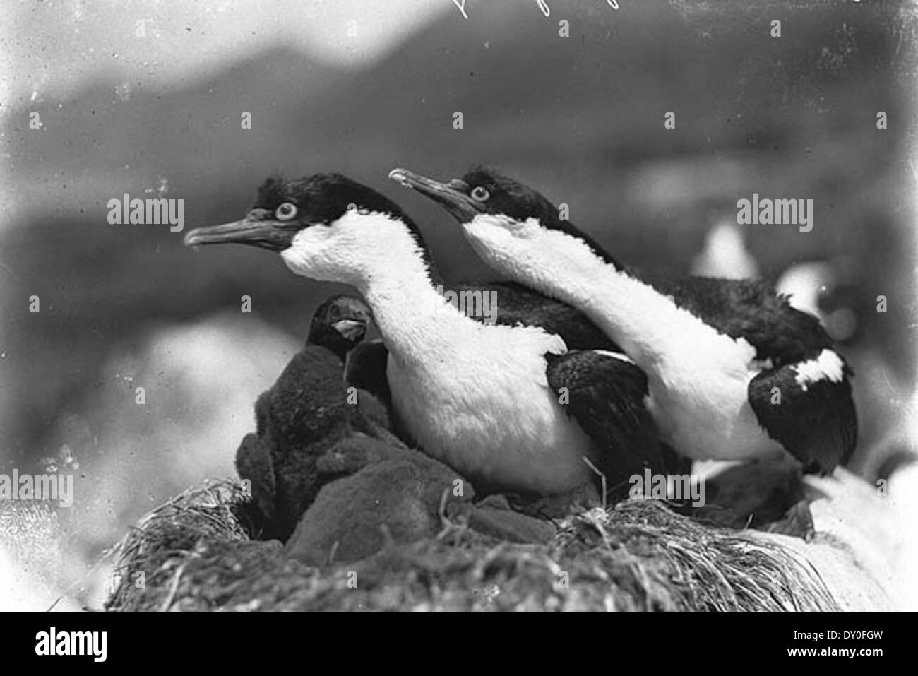 Une photographie de shags défendant leur nid sur l'île Macquarie, capturée par Harold Hamilton. L'image met en évidence le comportement des oiseaux et l'environnement accidenté de l'île, un site classé au patrimoine mondial de l'UNESCO. Banque D'Images