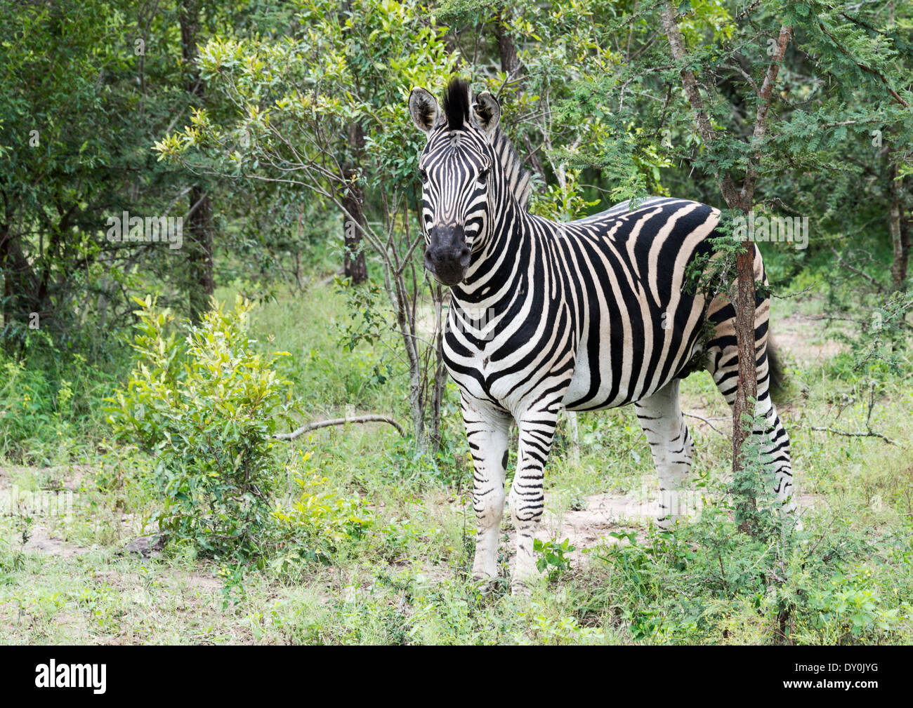 Zebra dans la réserve national de Kruger en Afrique du Sud Banque D'Images