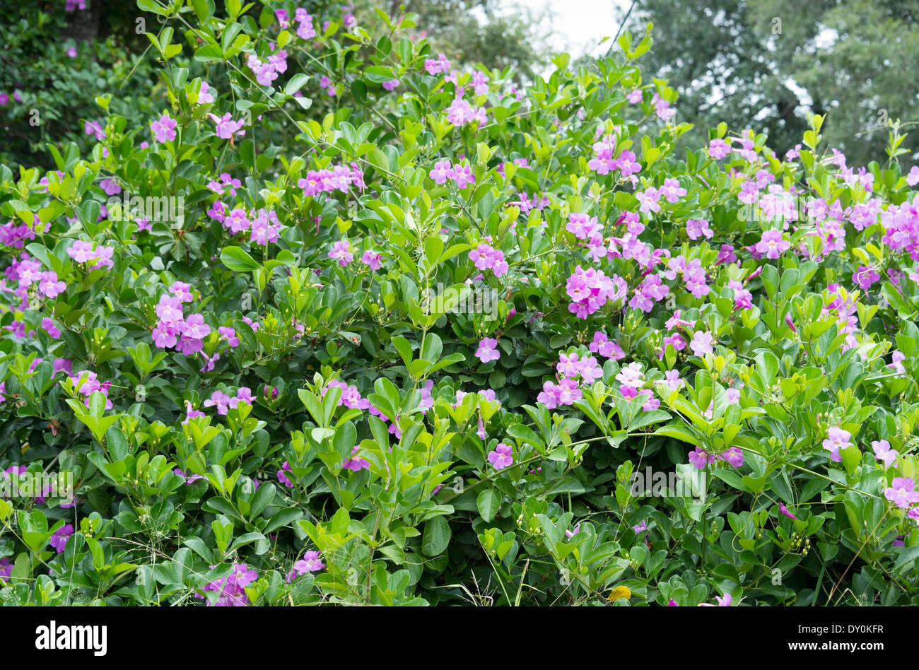 Fleurs sauvages dans la nature de l'Afrique Banque D'Images