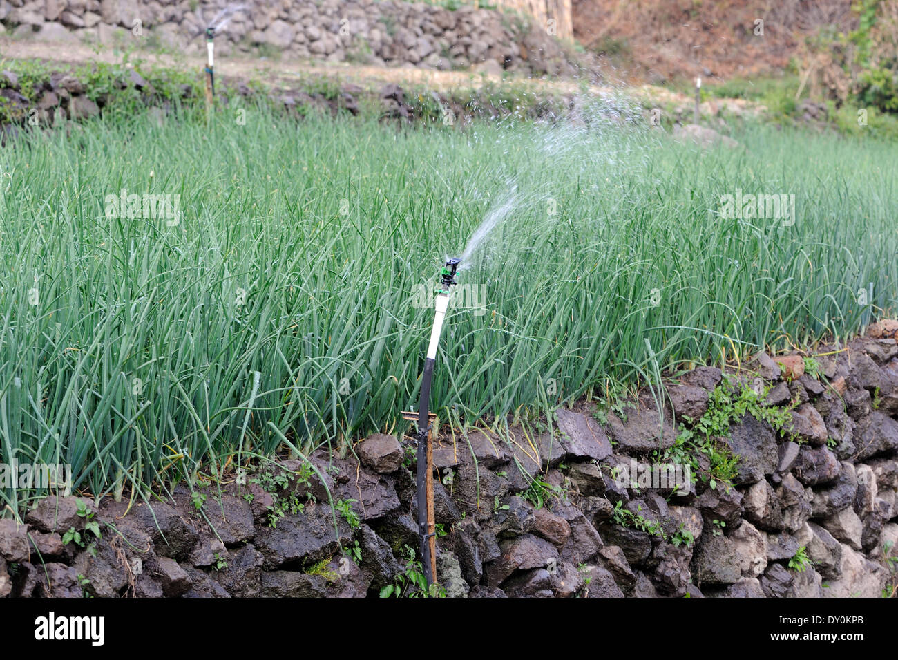 Les oignons poussent dans un champ irrigué, en terrasses sur les rives du Rio Panajachel. Panajachel, République du Guatemala Banque D'Images