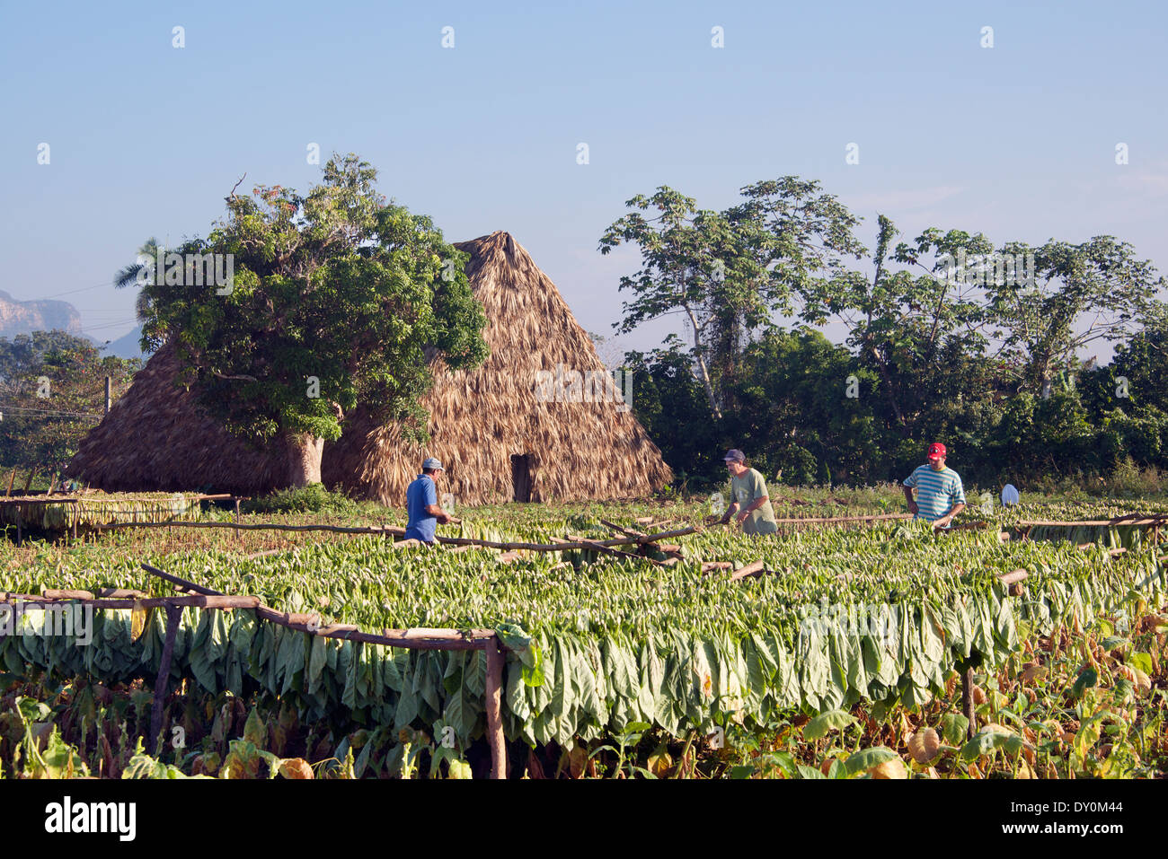 Les travailleurs du tabac tabac séchage Cuba Vinales Banque D'Images